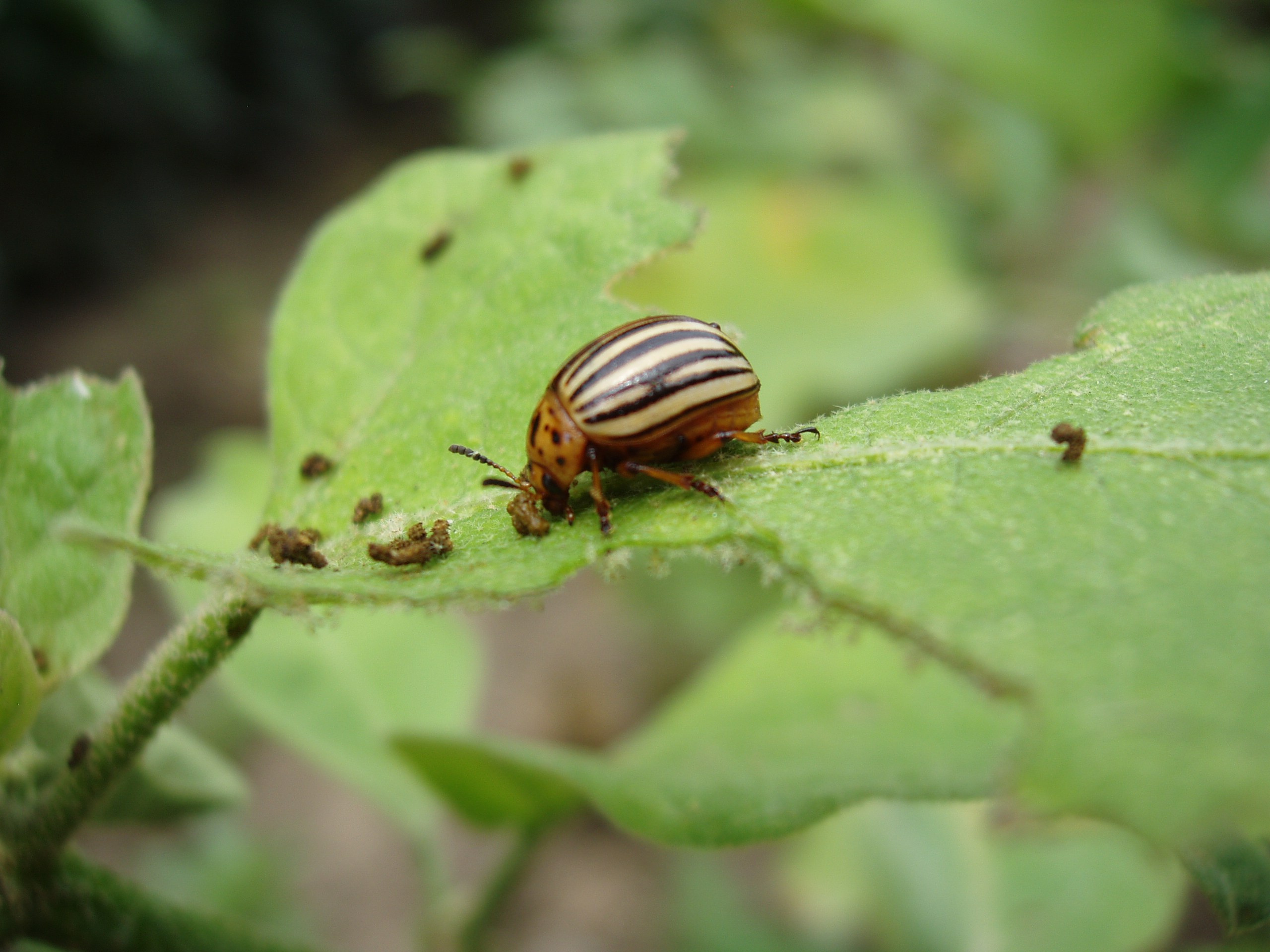 Отпуск 20.07-17.08. Семейный, Свадебный фотограф СПБ Питер— Романова Екатерина