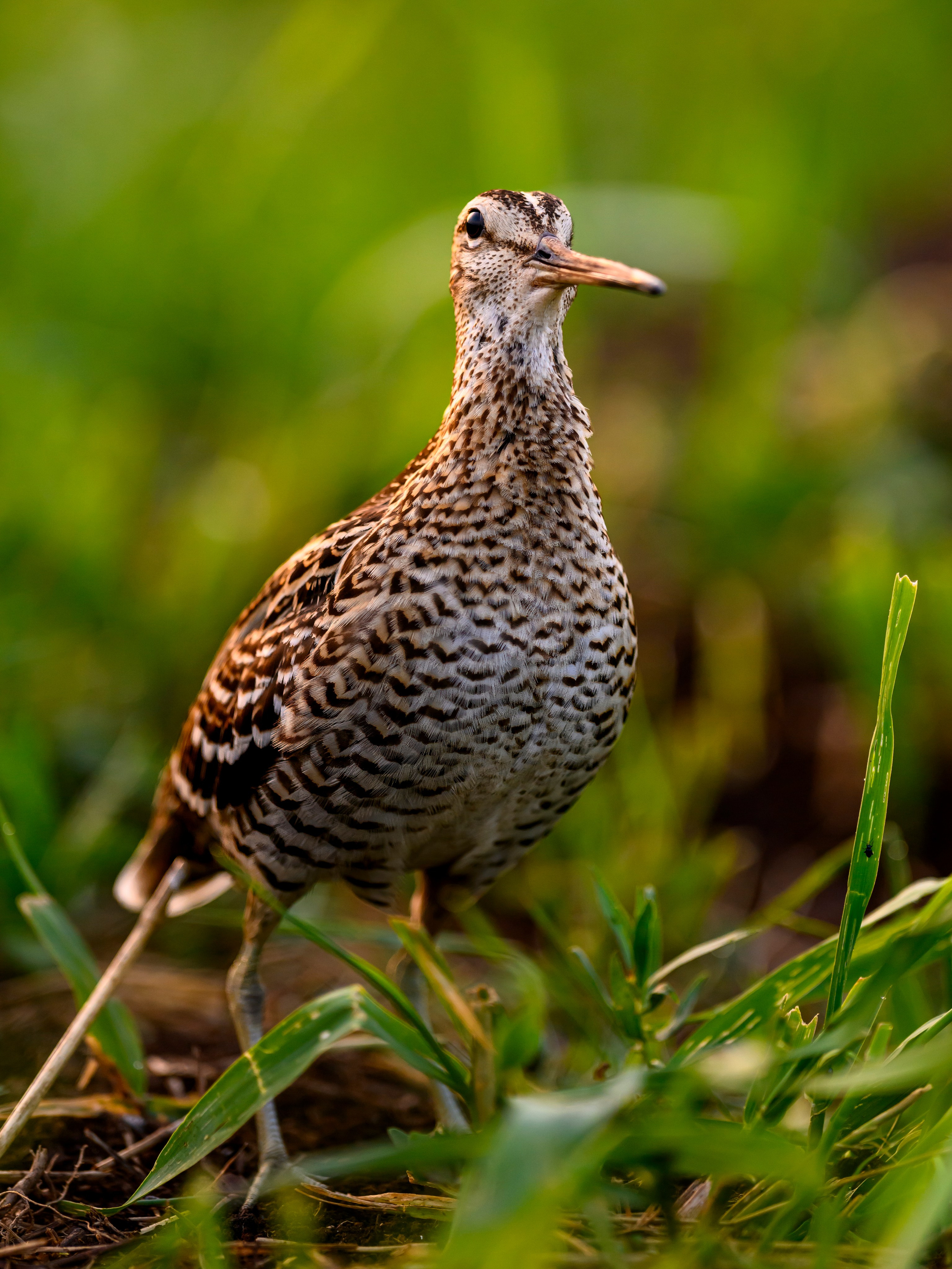 На дупелином току. Wildlife photography by Sergey Puponin