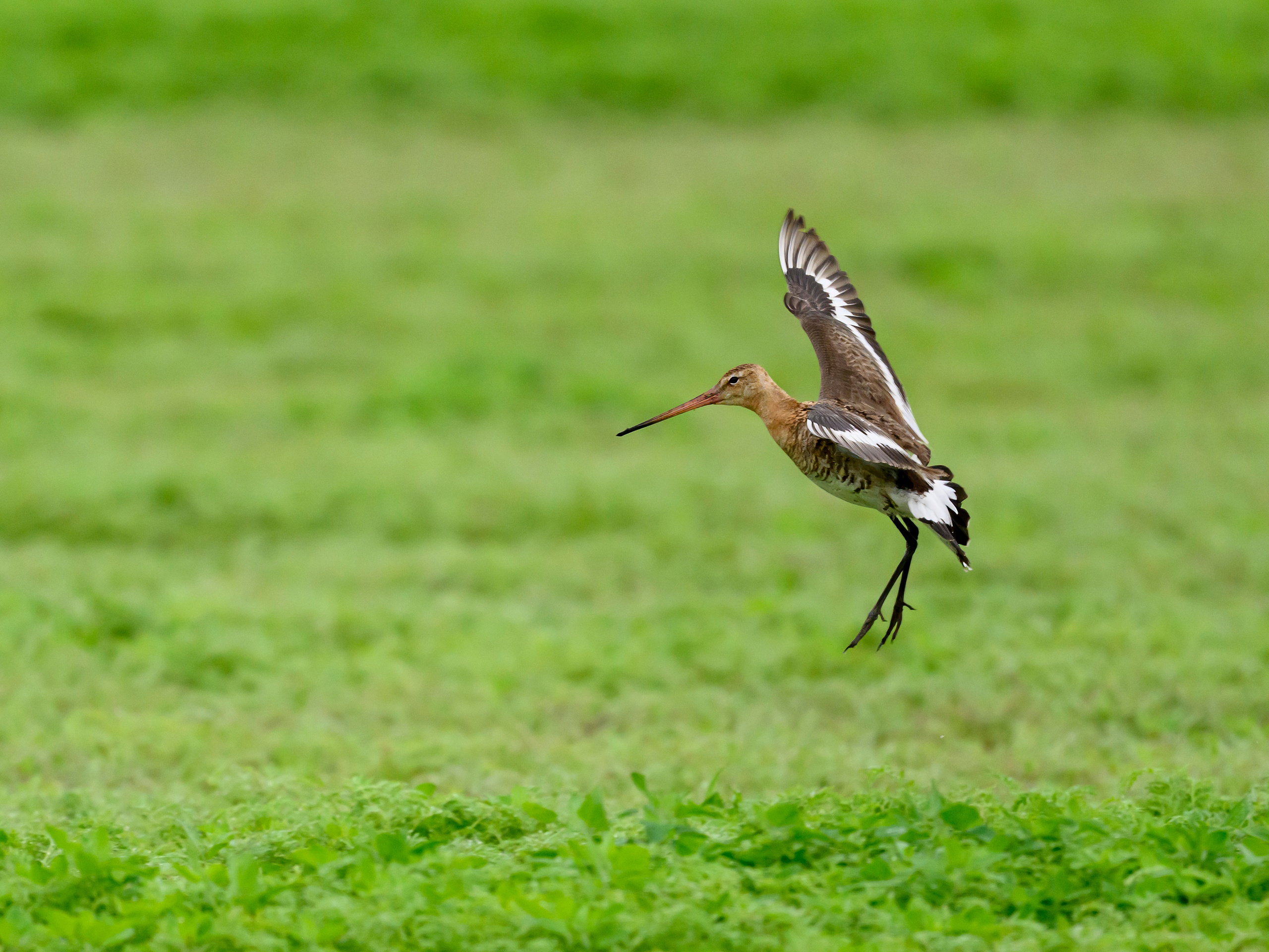 Веретенник. Фотограф Сергей Пупонин