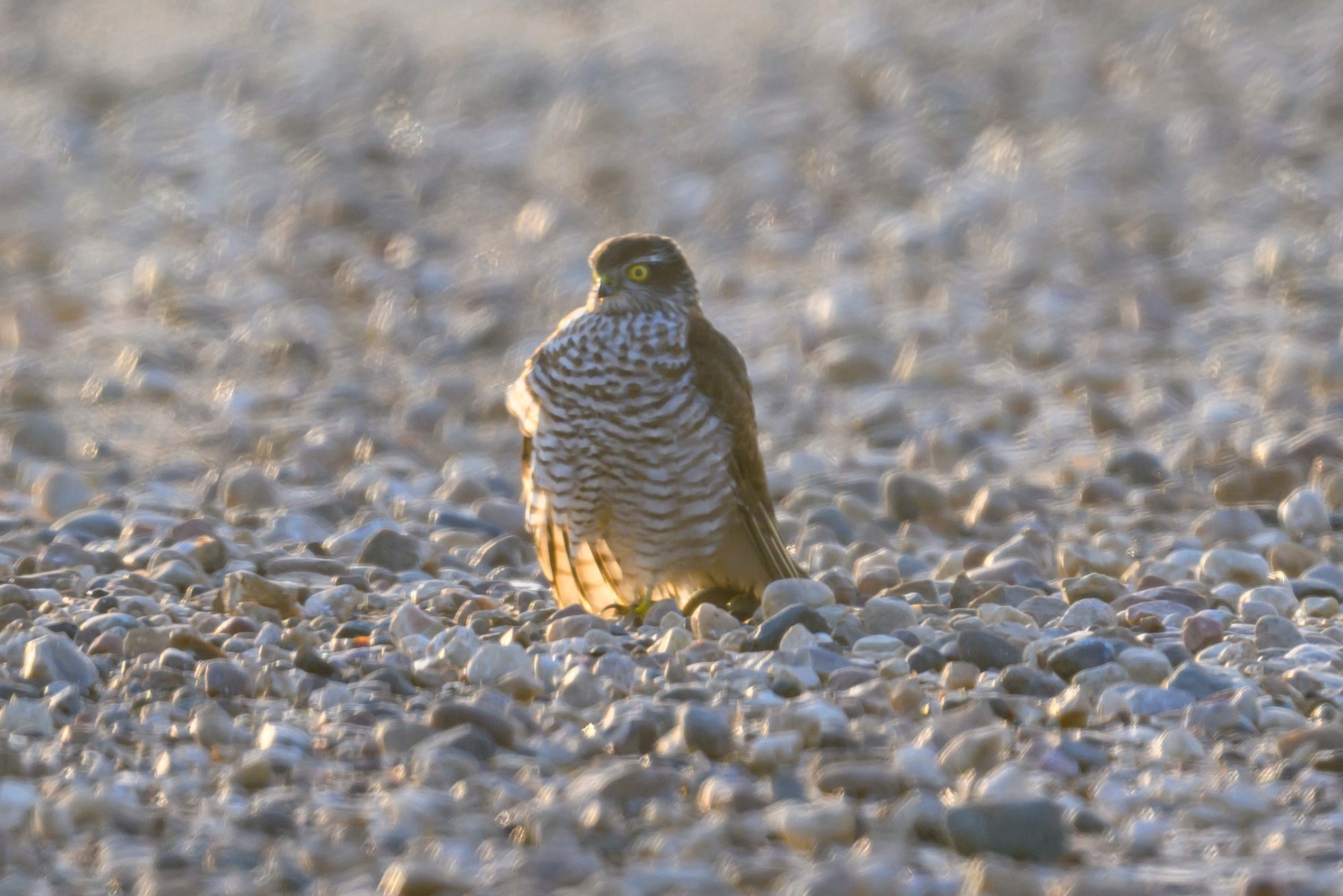 Разведка. Exploring. Wildlife photography by Sergey Puponin