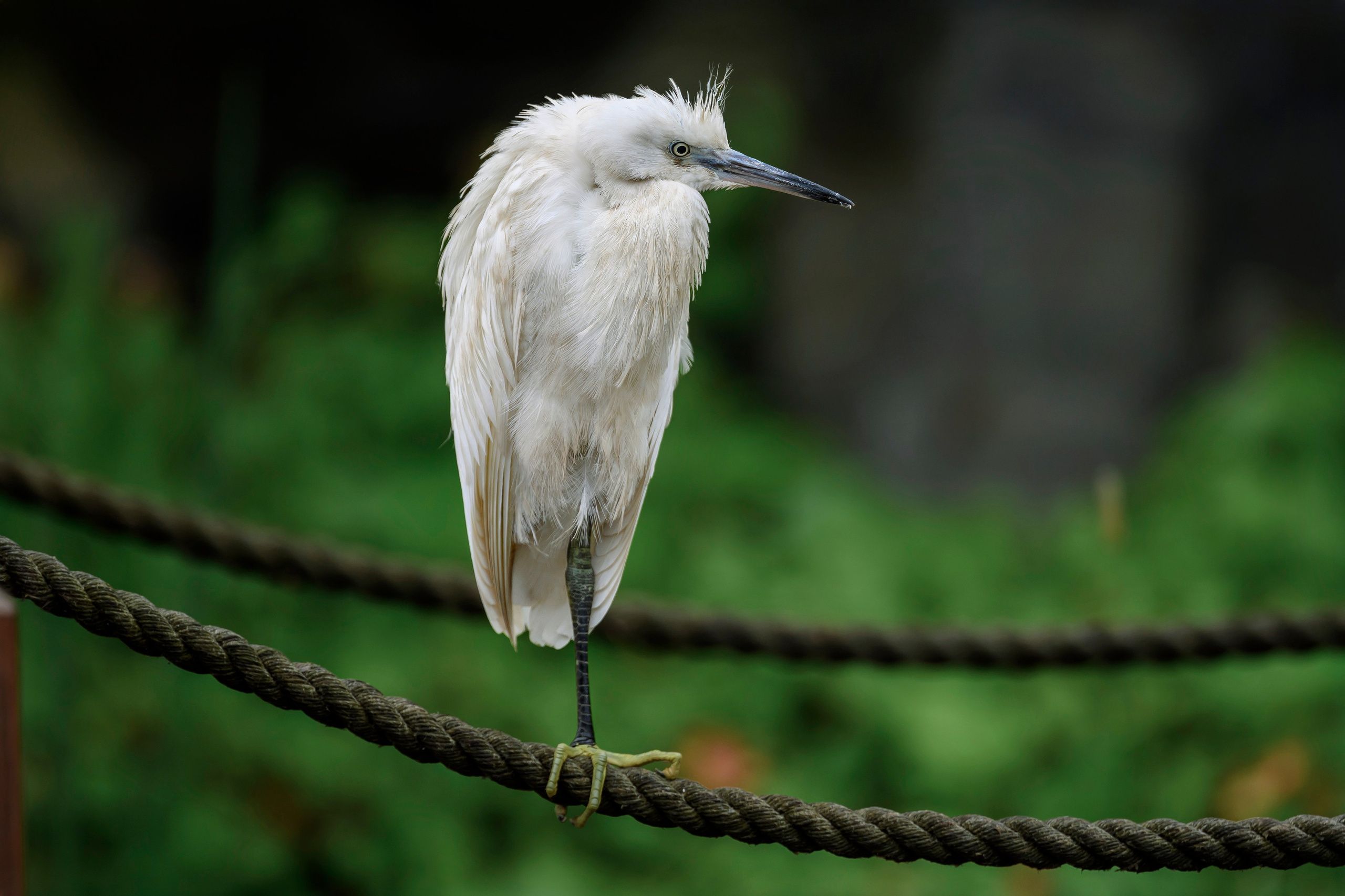Красавки, цапли, утки: Парк Ближняя дача. Wildlife photography by Sergey Puponin