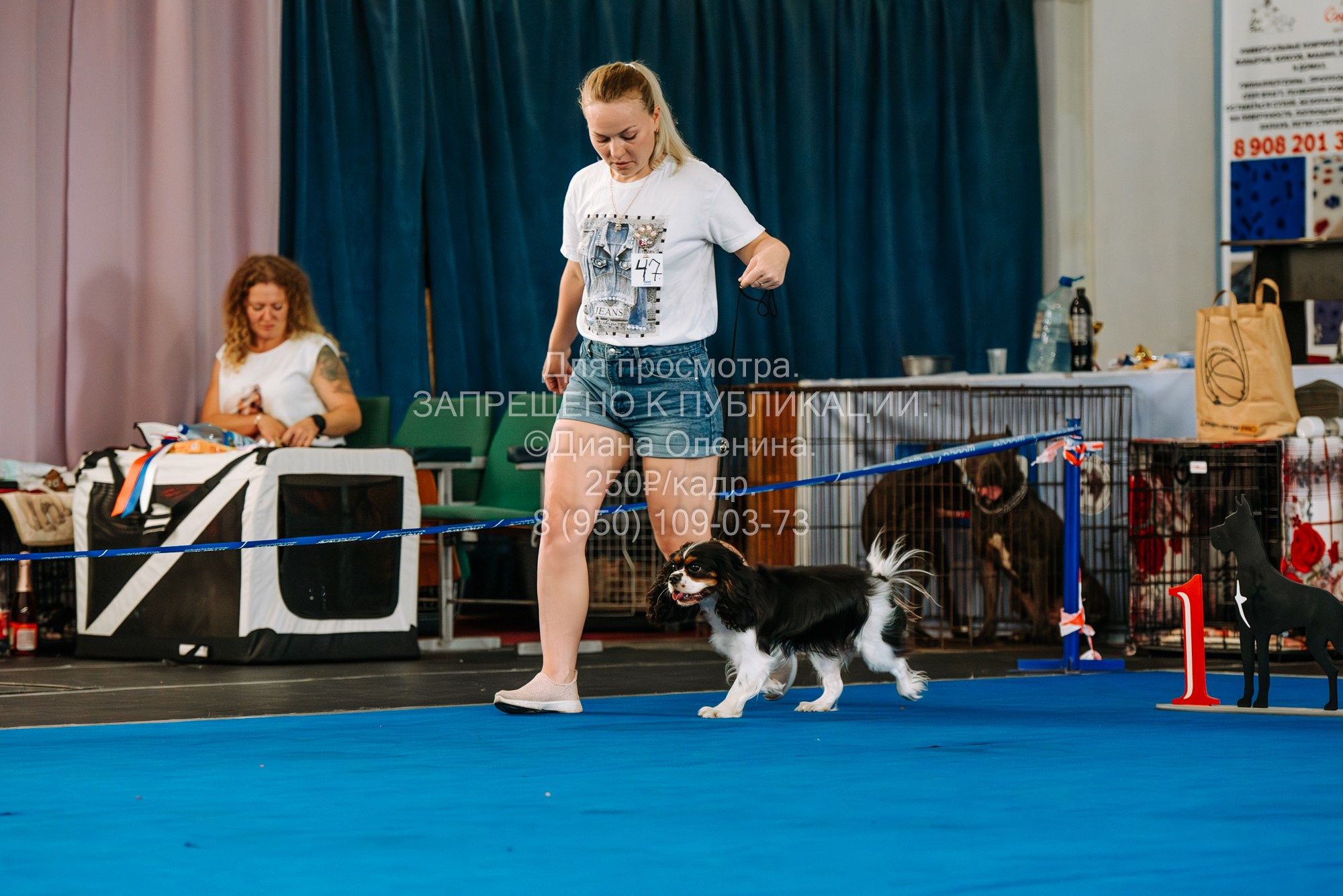 Национальная выставка собак всех пород ранга САС-IKU «Кубок Красноярск. Фотограф Диана Оленина Красноярск / Братск