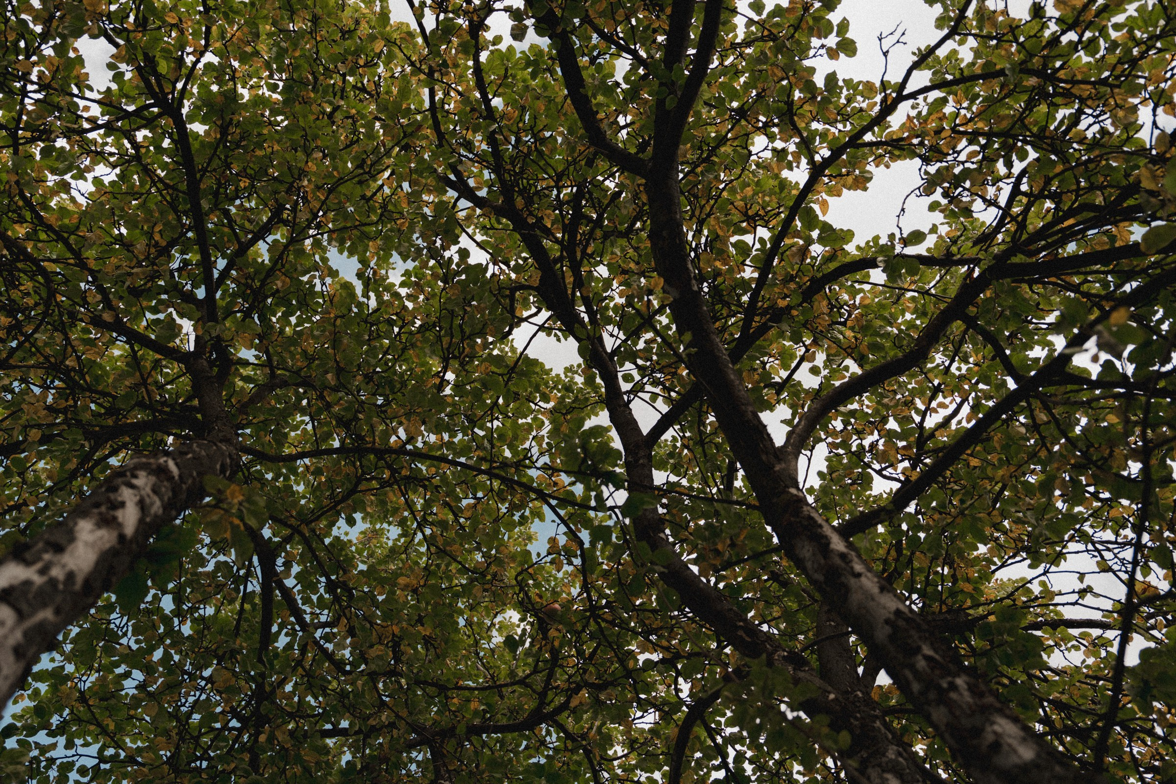 С ♡ А — Там, где звучала музыка (Коломенское). Свадебный и портретный фотограф в Москве, Светлана Янковая