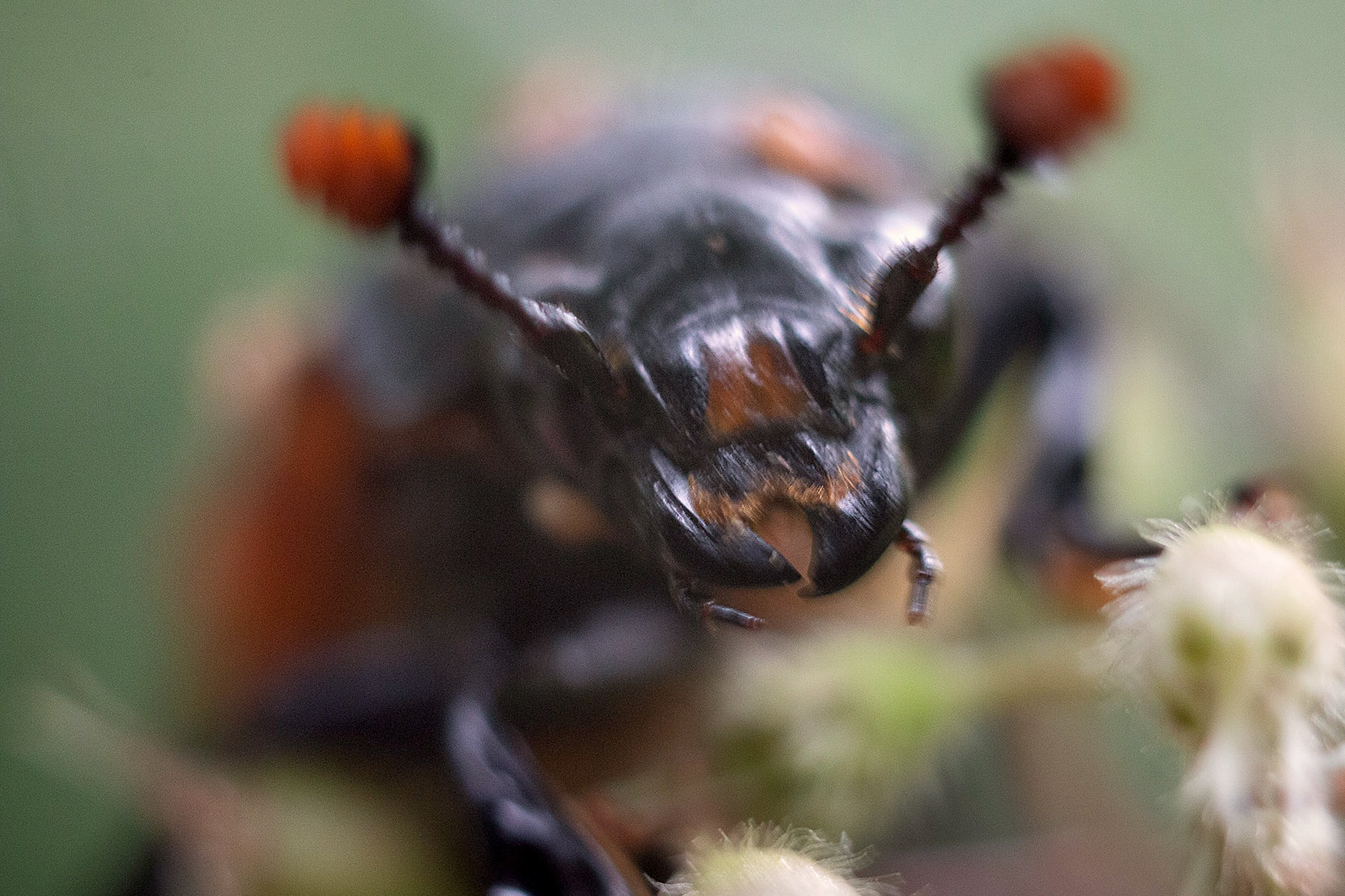 Макро. Фотограф Лагутин Анатолий