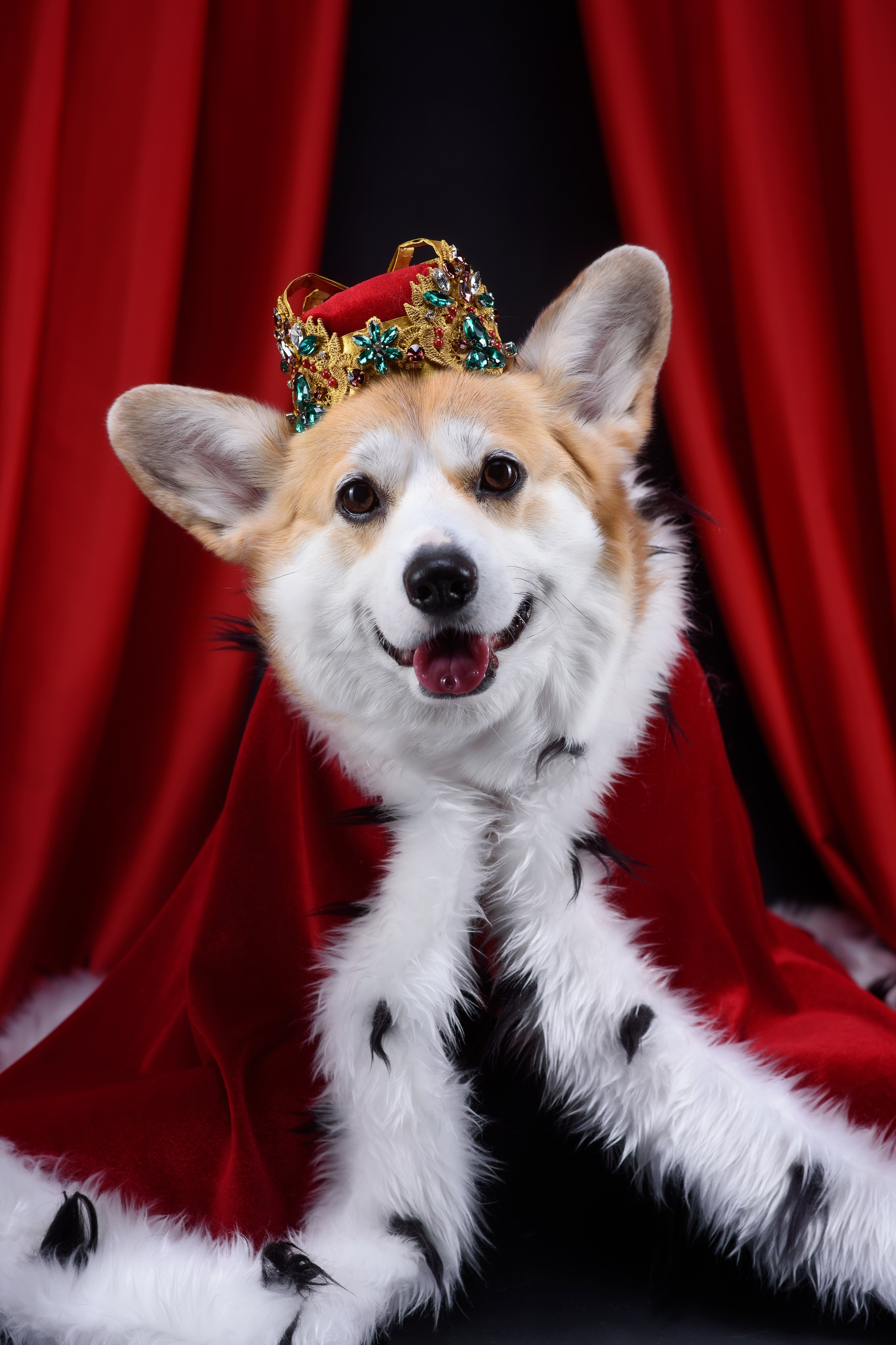 Королевская съемка — 20.05.2025. Фотограф — Анималист | Анна Абрамова