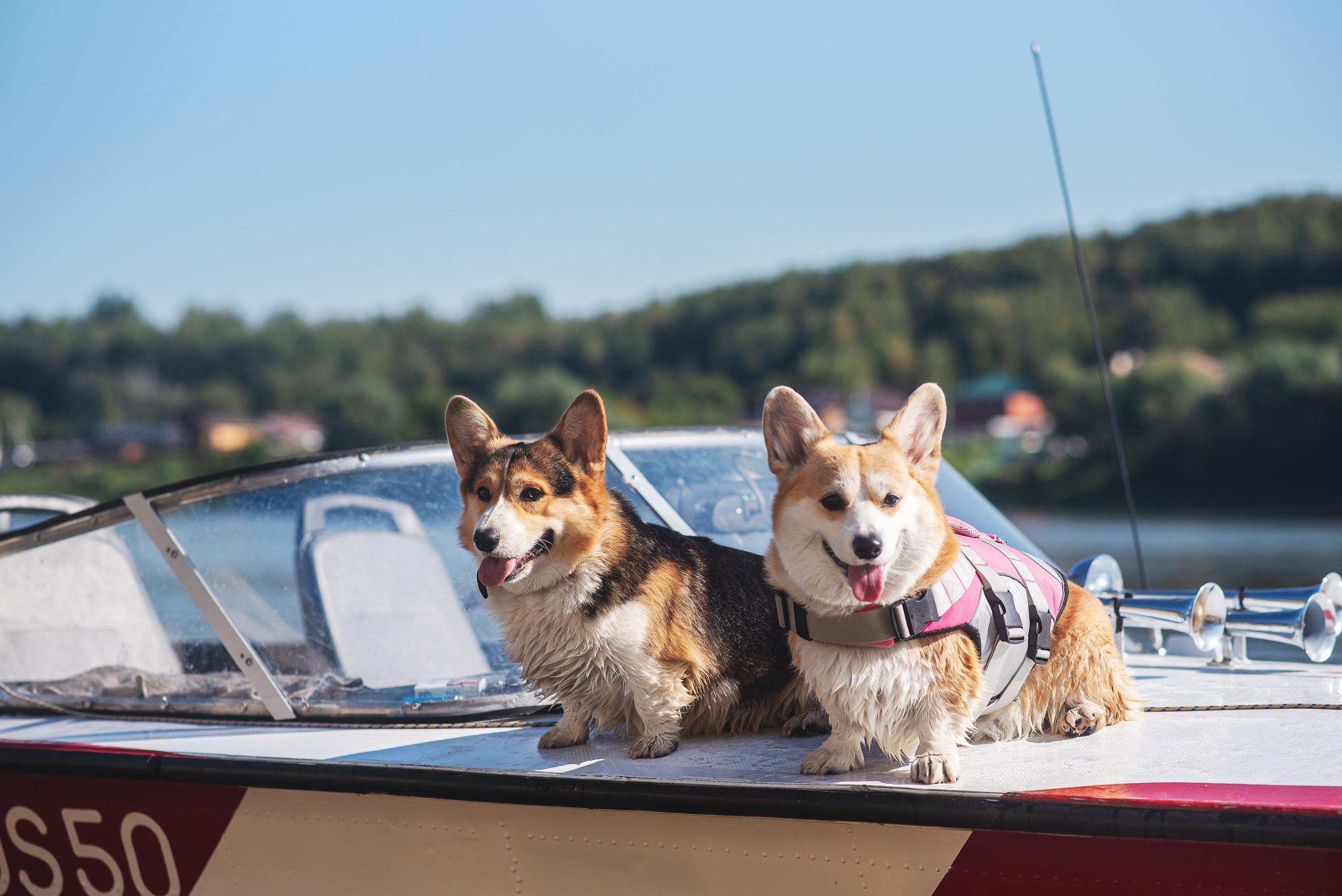 Майк и Лея — 29.08.2024. Фотограф — Анималист | Анна Абрамова