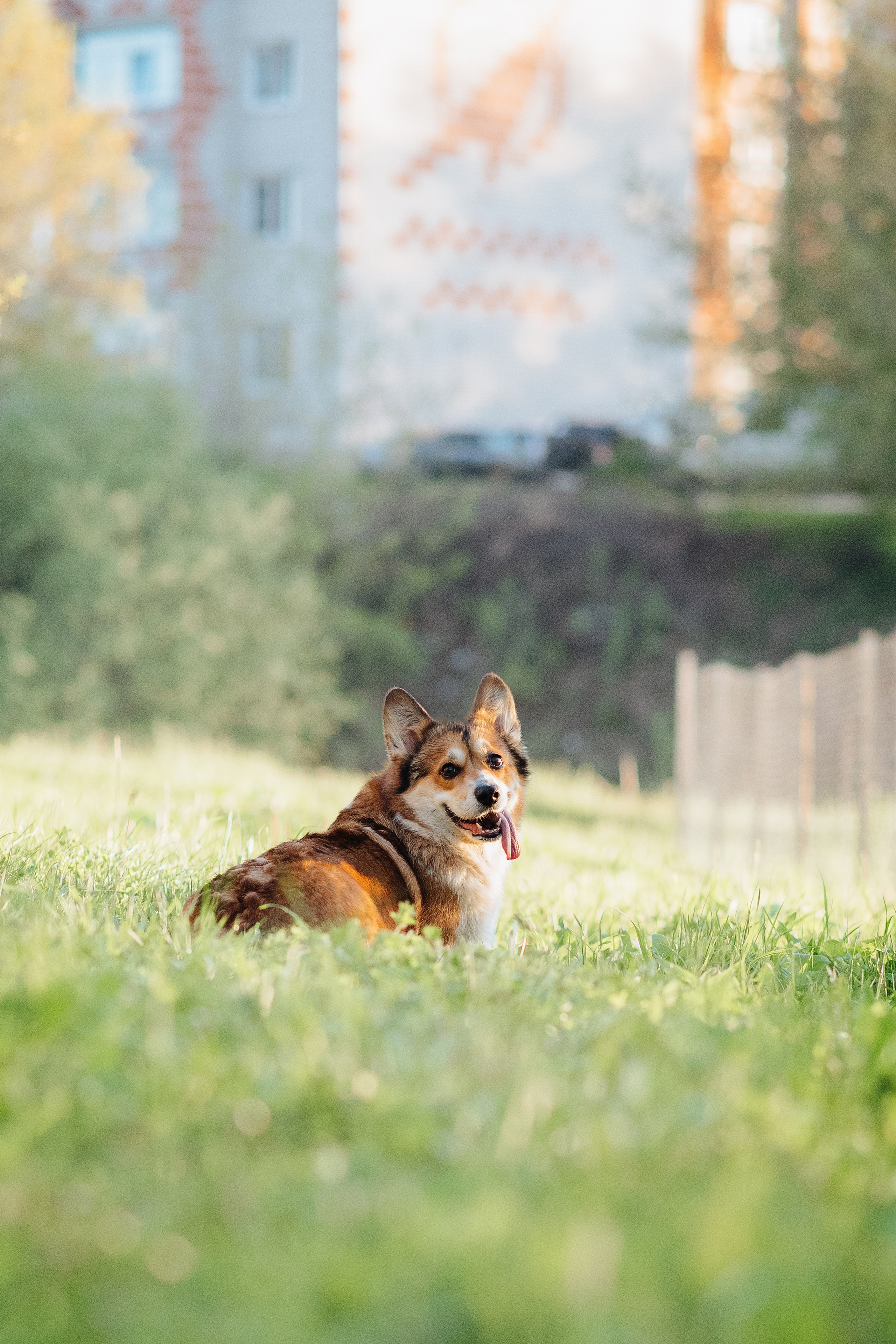 Трисс — 29.04.2024. Фотограф — Анималист | Анна Абрамова
