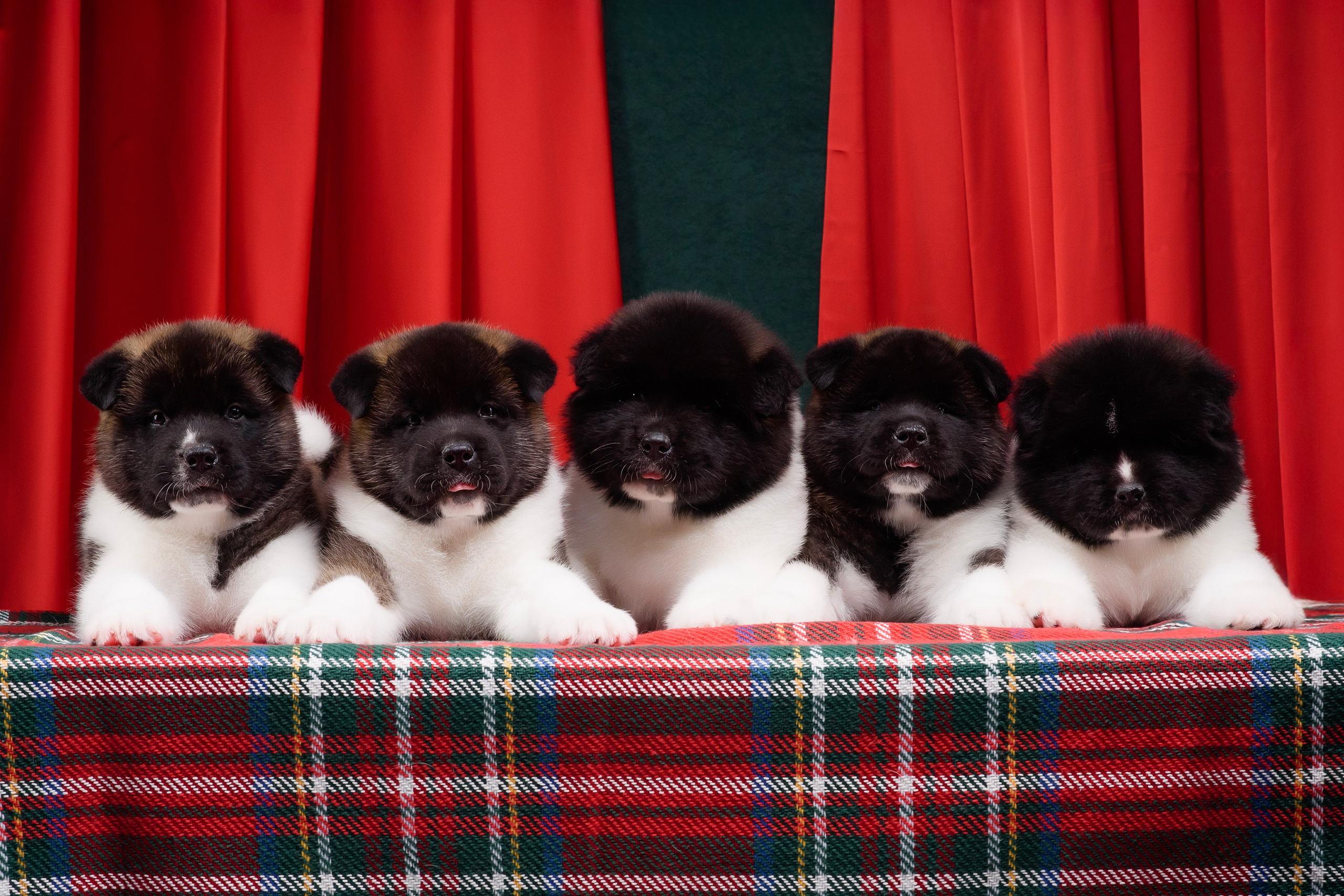 Щенки Американской Акиты. Фотограф — Анималист | Анна Абрамова