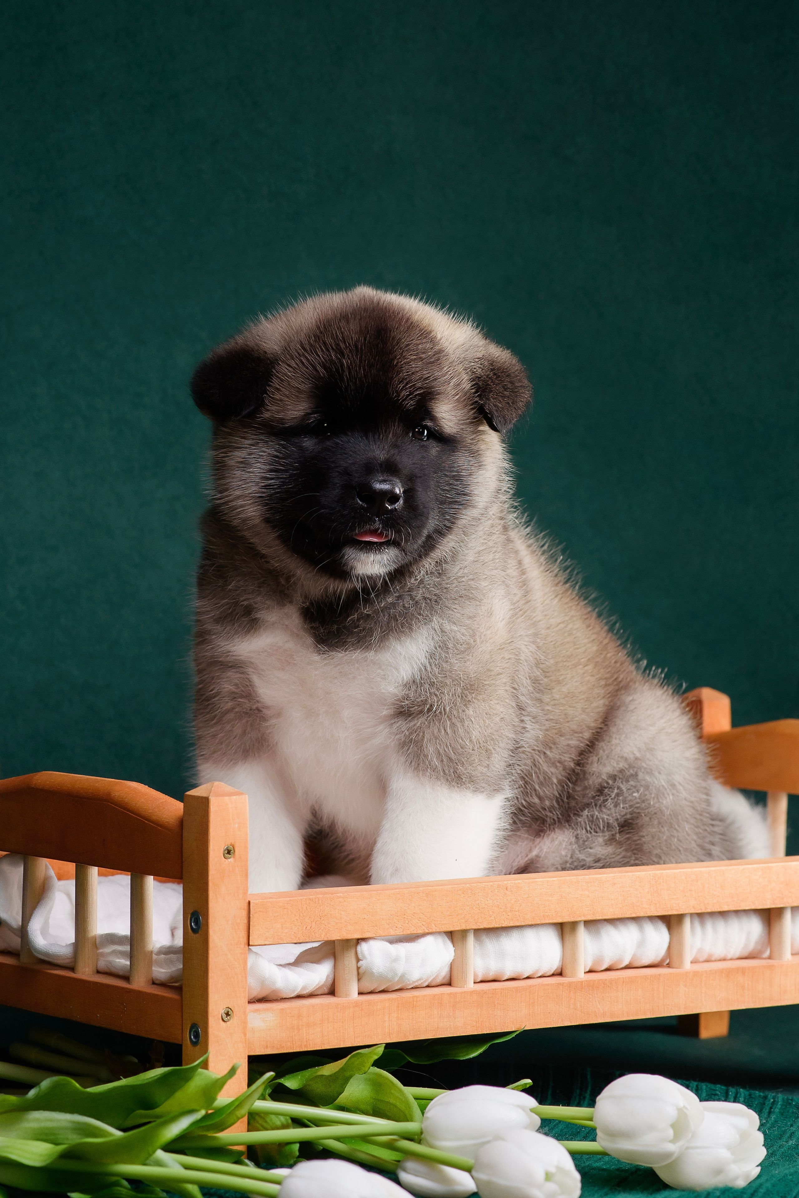 Щенки Американской Акиты. Фотограф — Анималист | Анна Абрамова