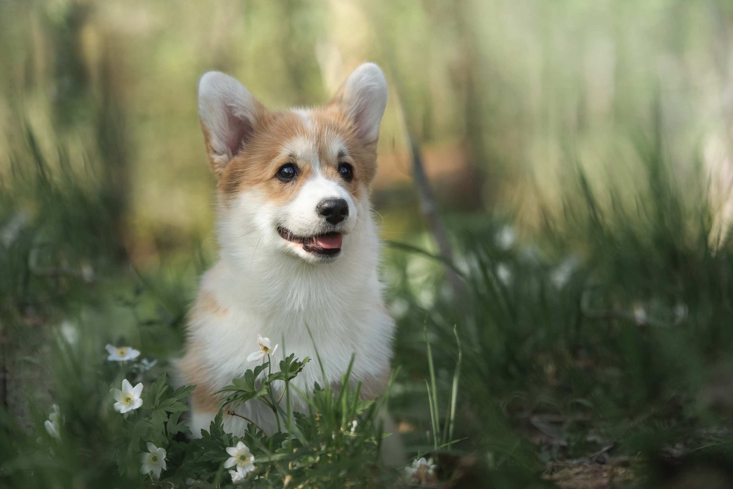 Обучение анималистической фотографии