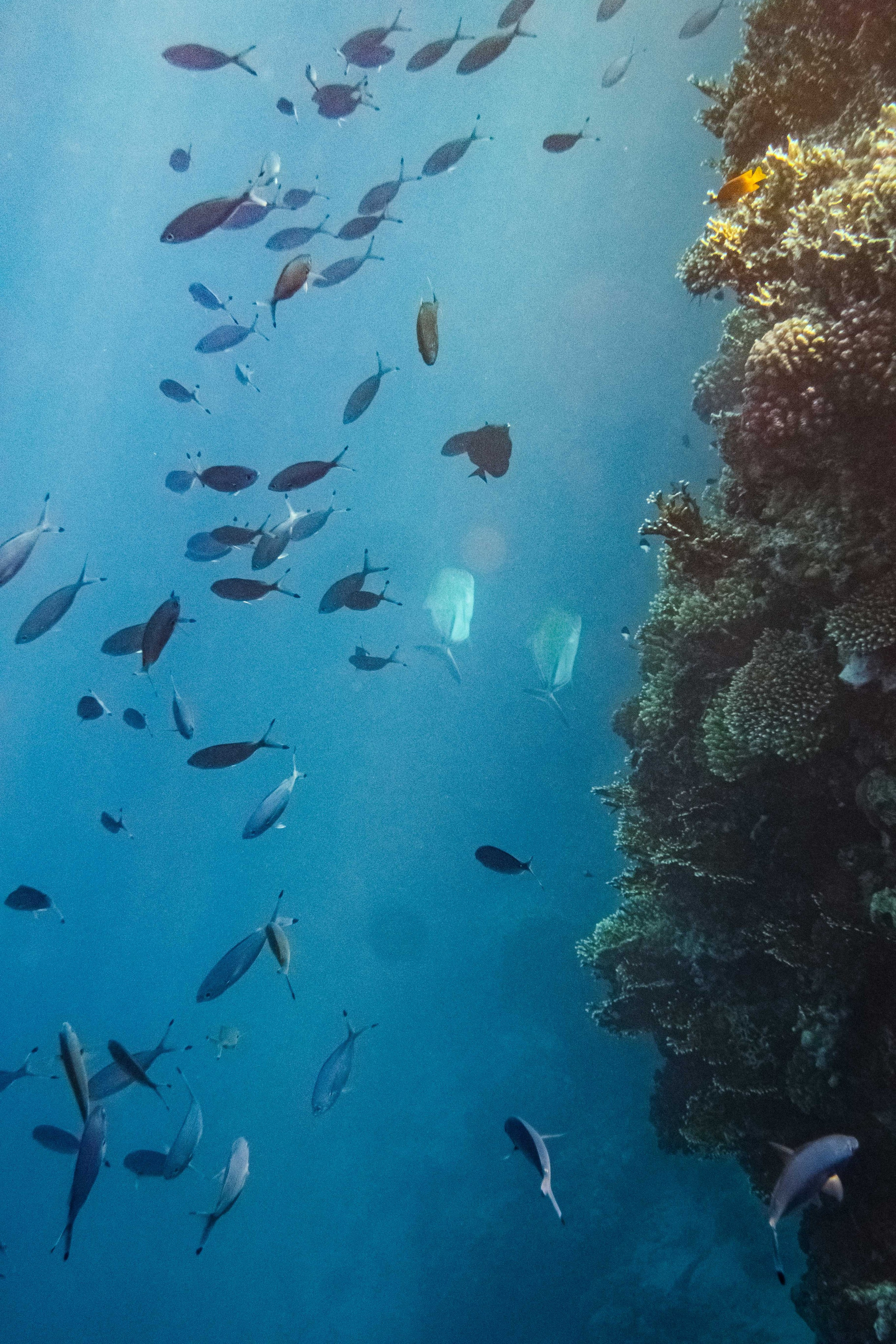 Fish. Фотограф Светлана Голицына