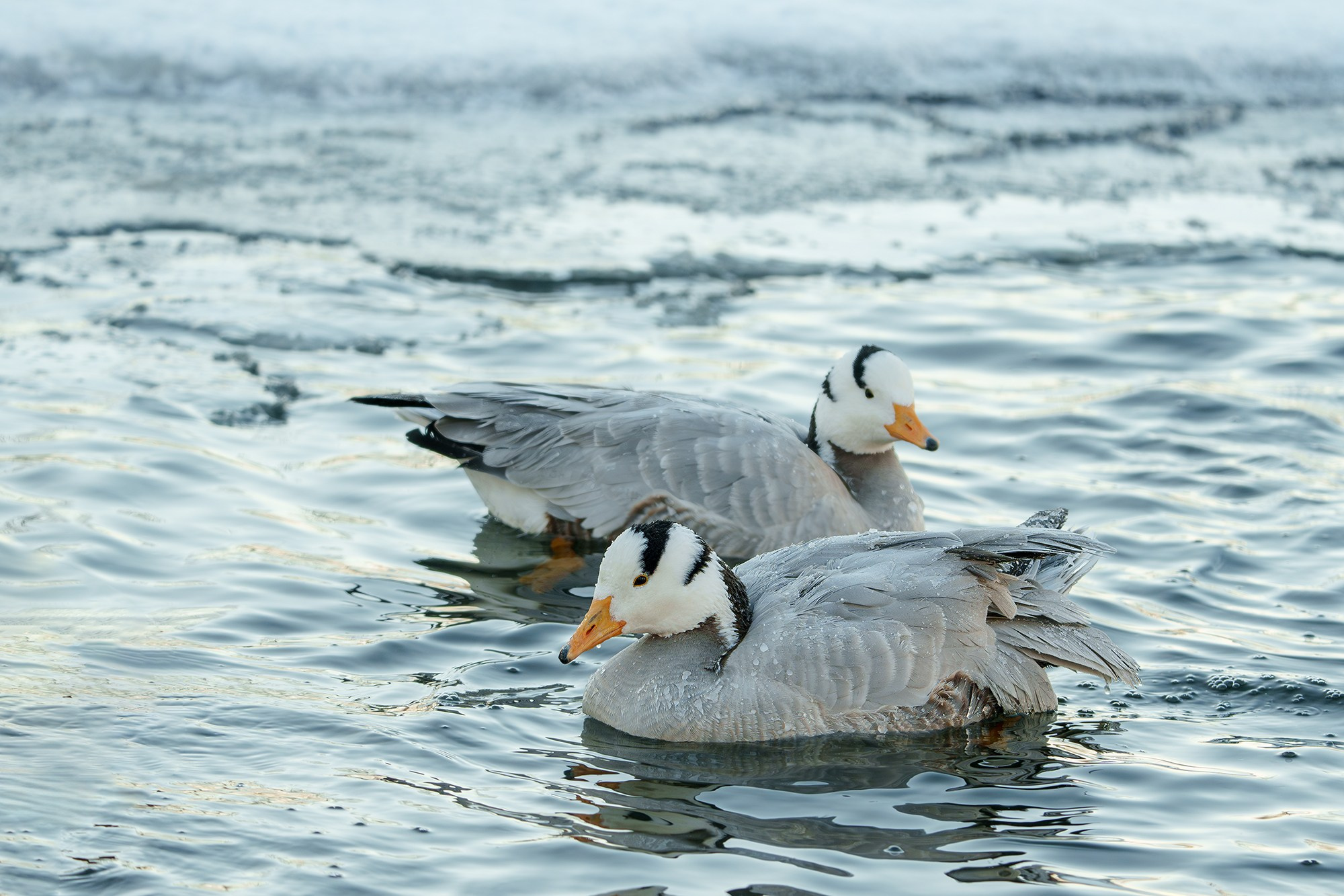 Удивительные мир птиц. Вокруг нас столько прекрасного — присмотритесь!. Ваш личный фотограф Марина Волкова