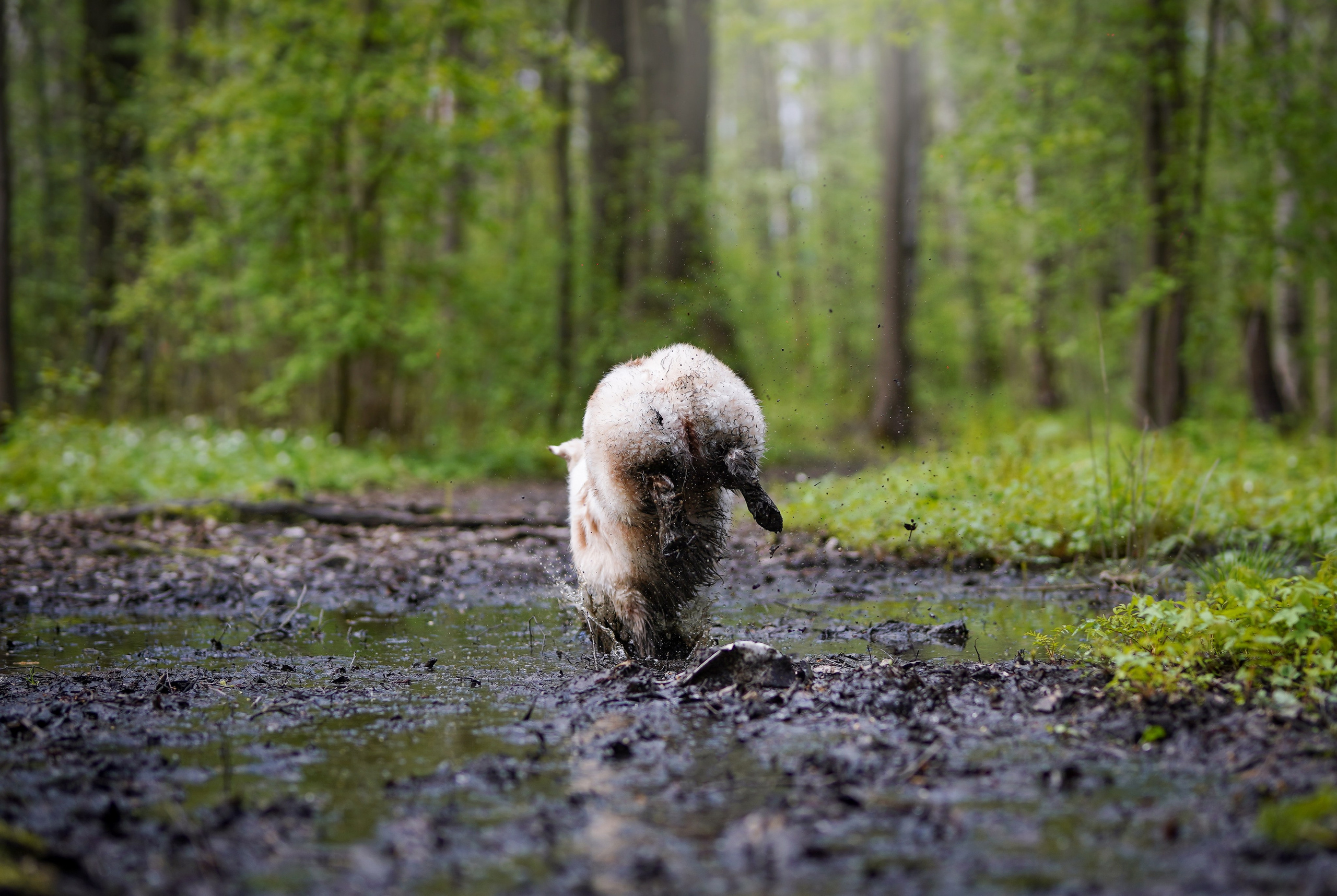 Рокки и Гермиона. Фотограф-анималист в Санкт-Петербурге Яна Мартынова