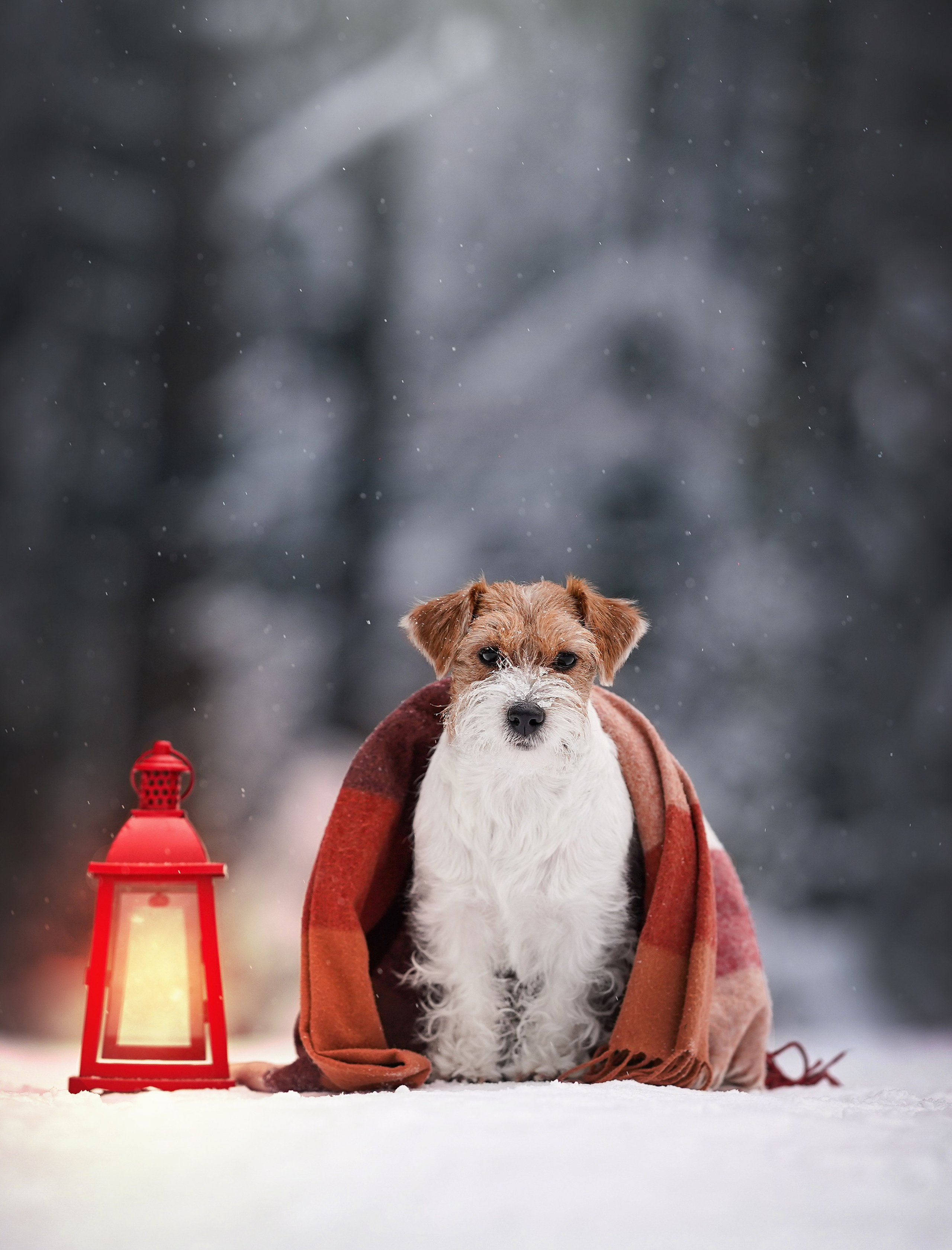 Люба и Тося. Фотограф-анималист в Санкт-Петербурге Яна Мартынова