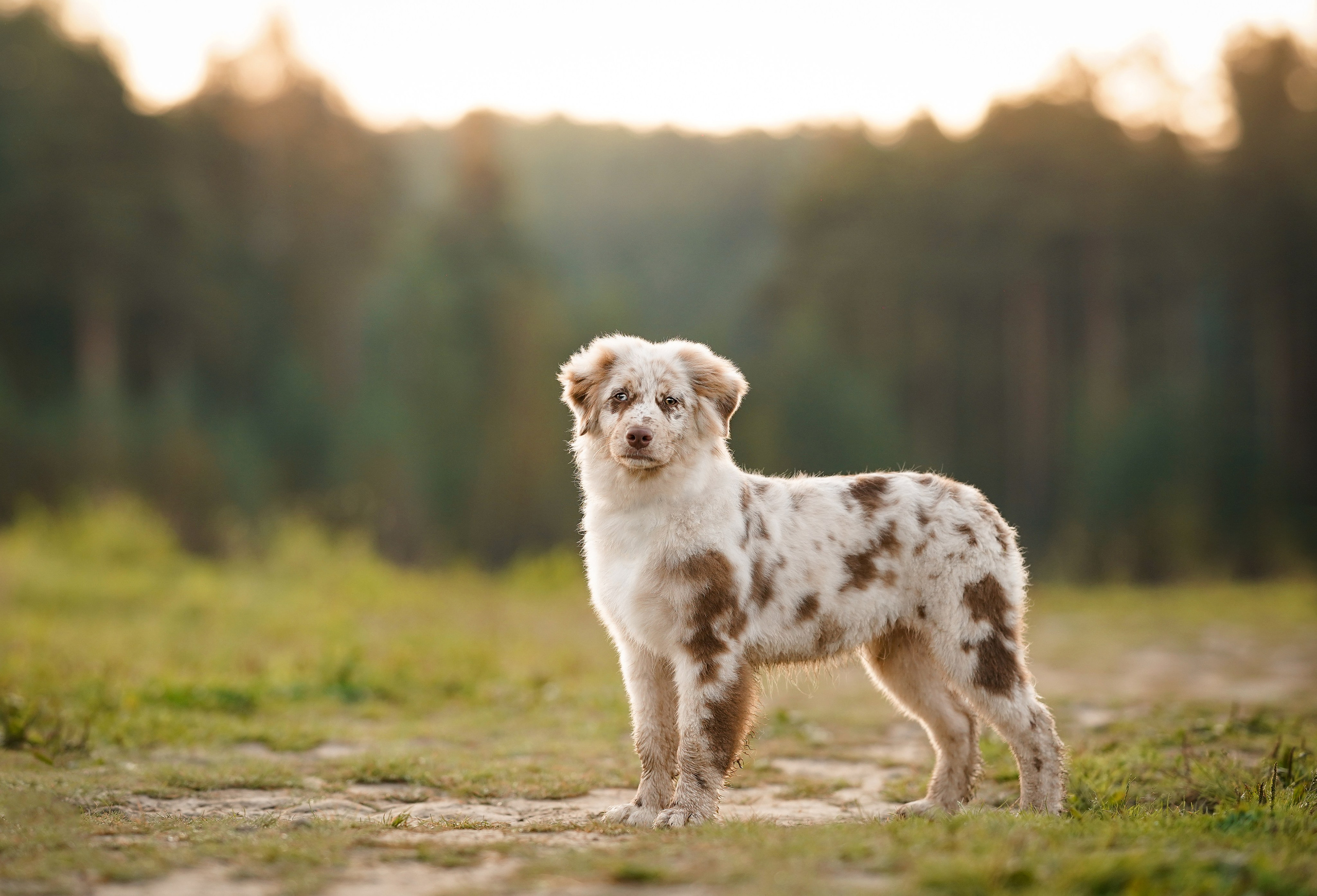 Катя Сэнди и Рокки. Фотограф-анималист в Санкт-Петербурге Яна Мартынова