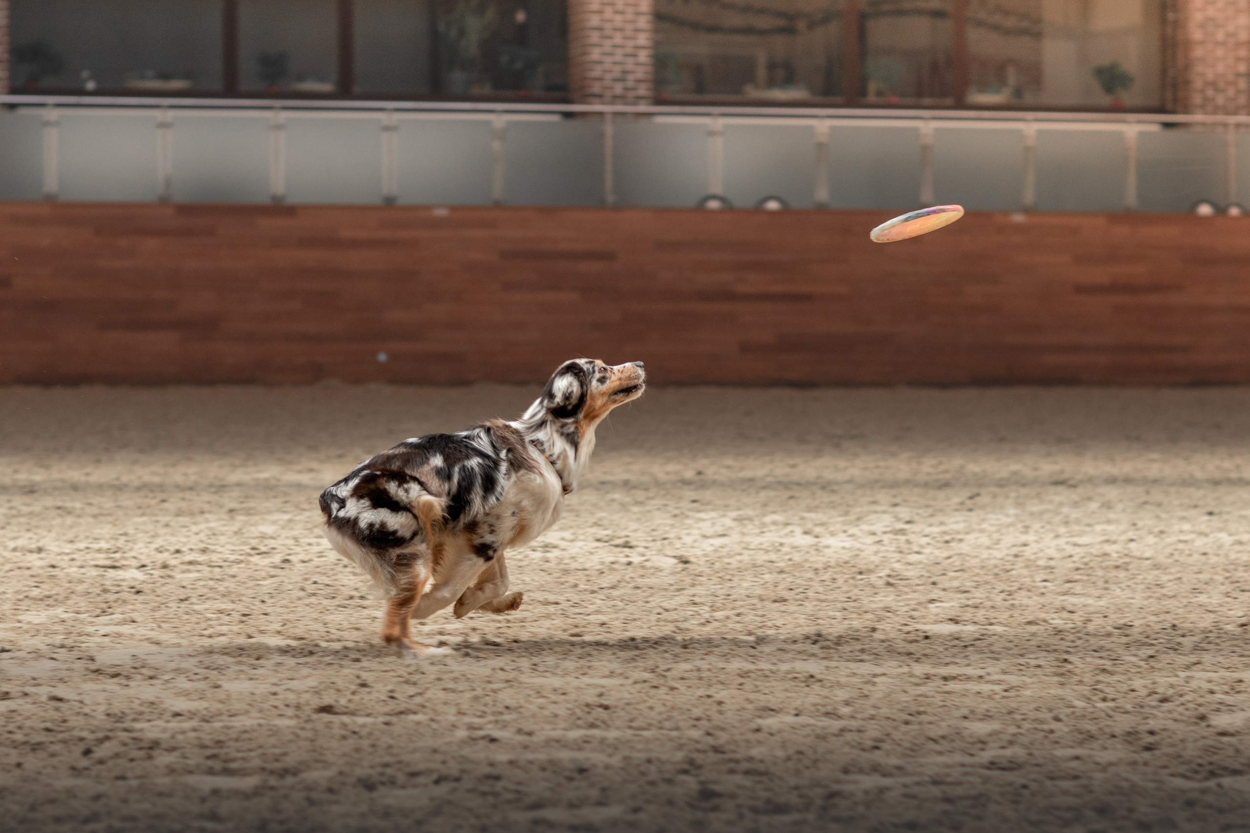 Собака в спорте. Фотограф-анималист в Москве Дорн Мелани
