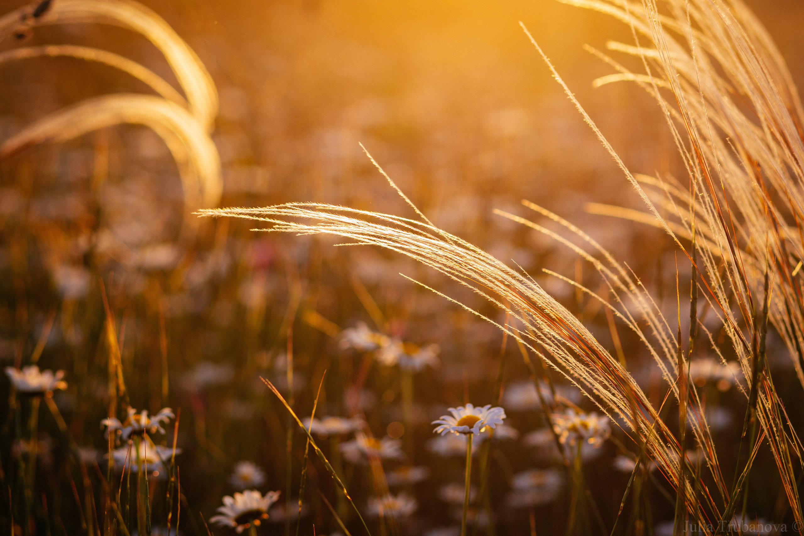 Юлия Трубанова, репортаж Симферополь, Крым
