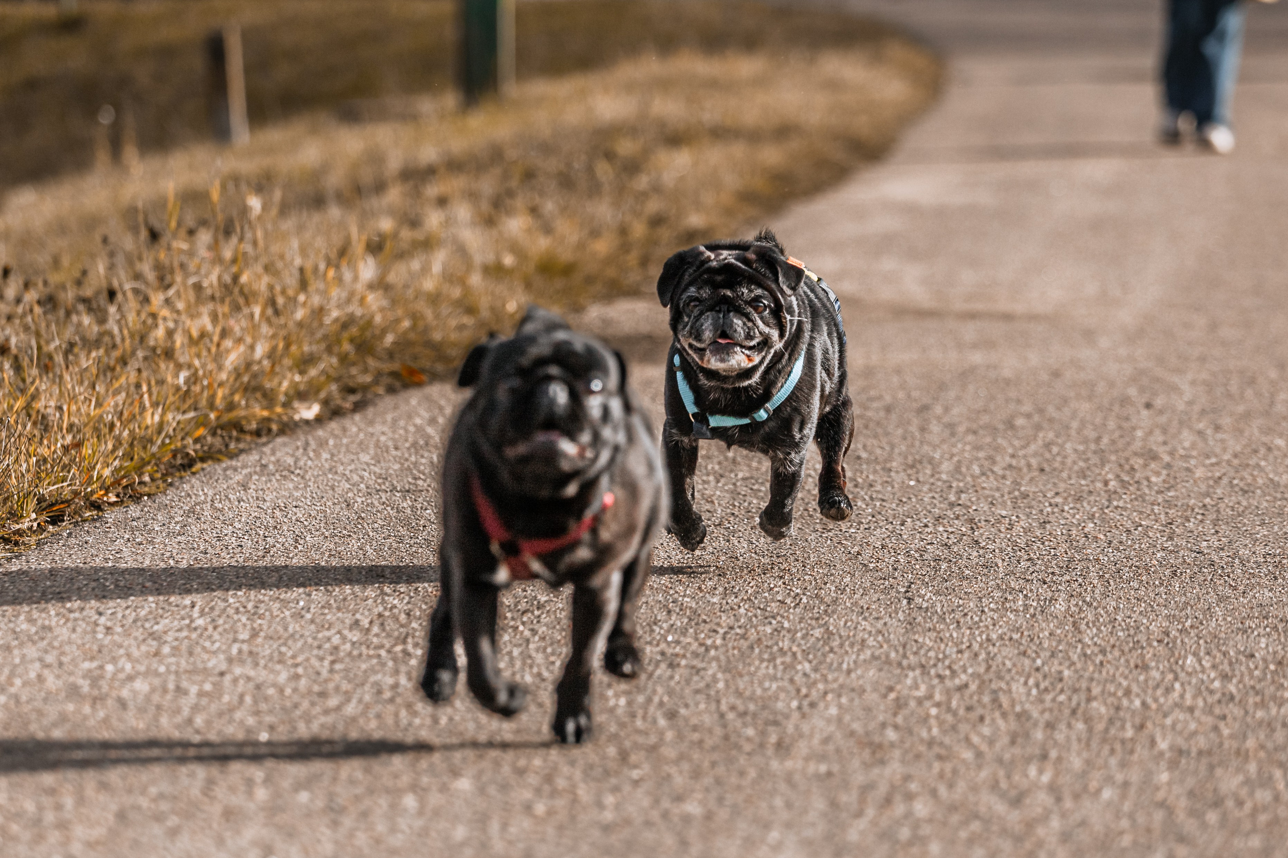 Оля, Харви, Луис. Фотограф-анималист Татьяна Степанова