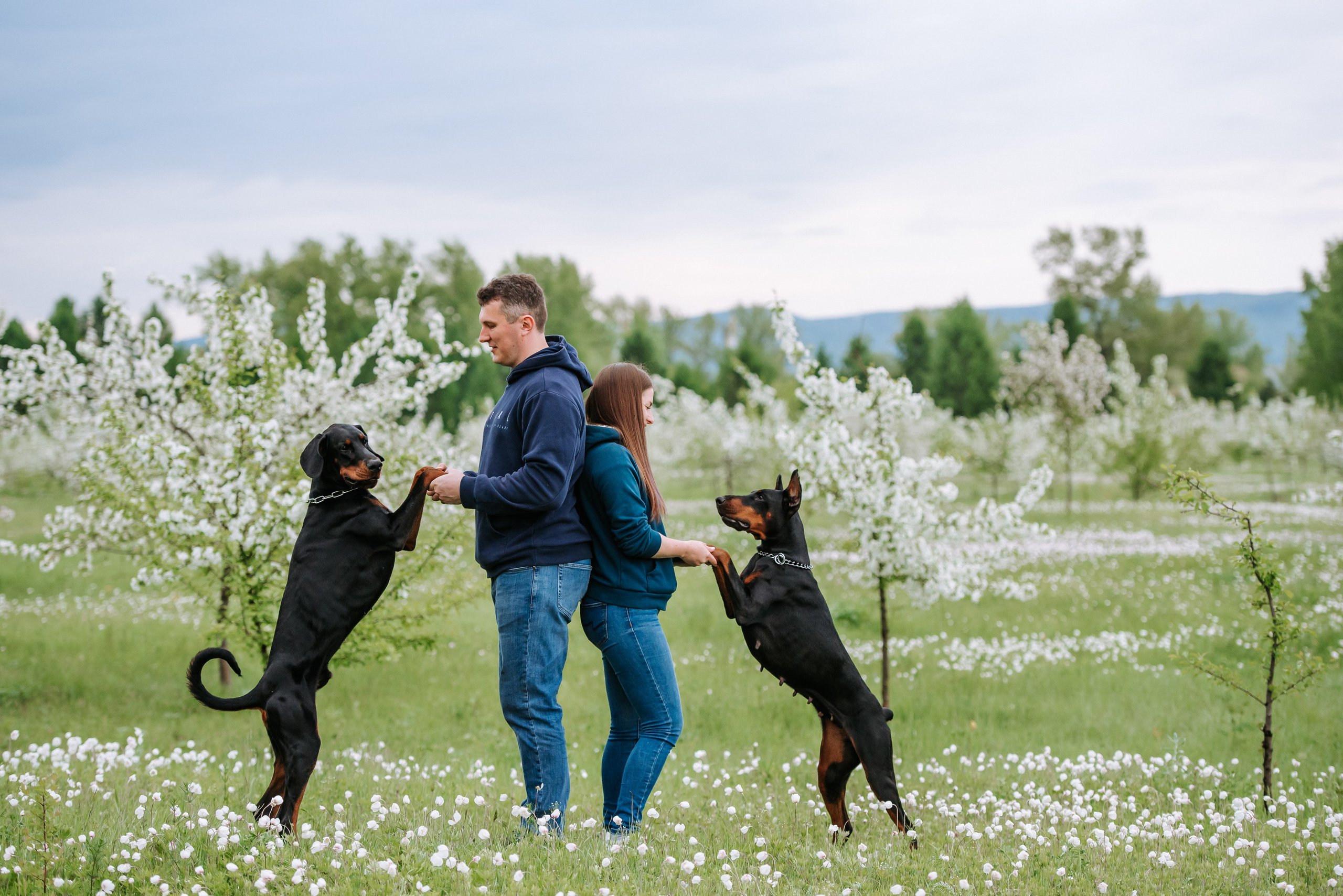 Цветение с доберманами. Фотограф Диана Оленина Красноярск / Братск
