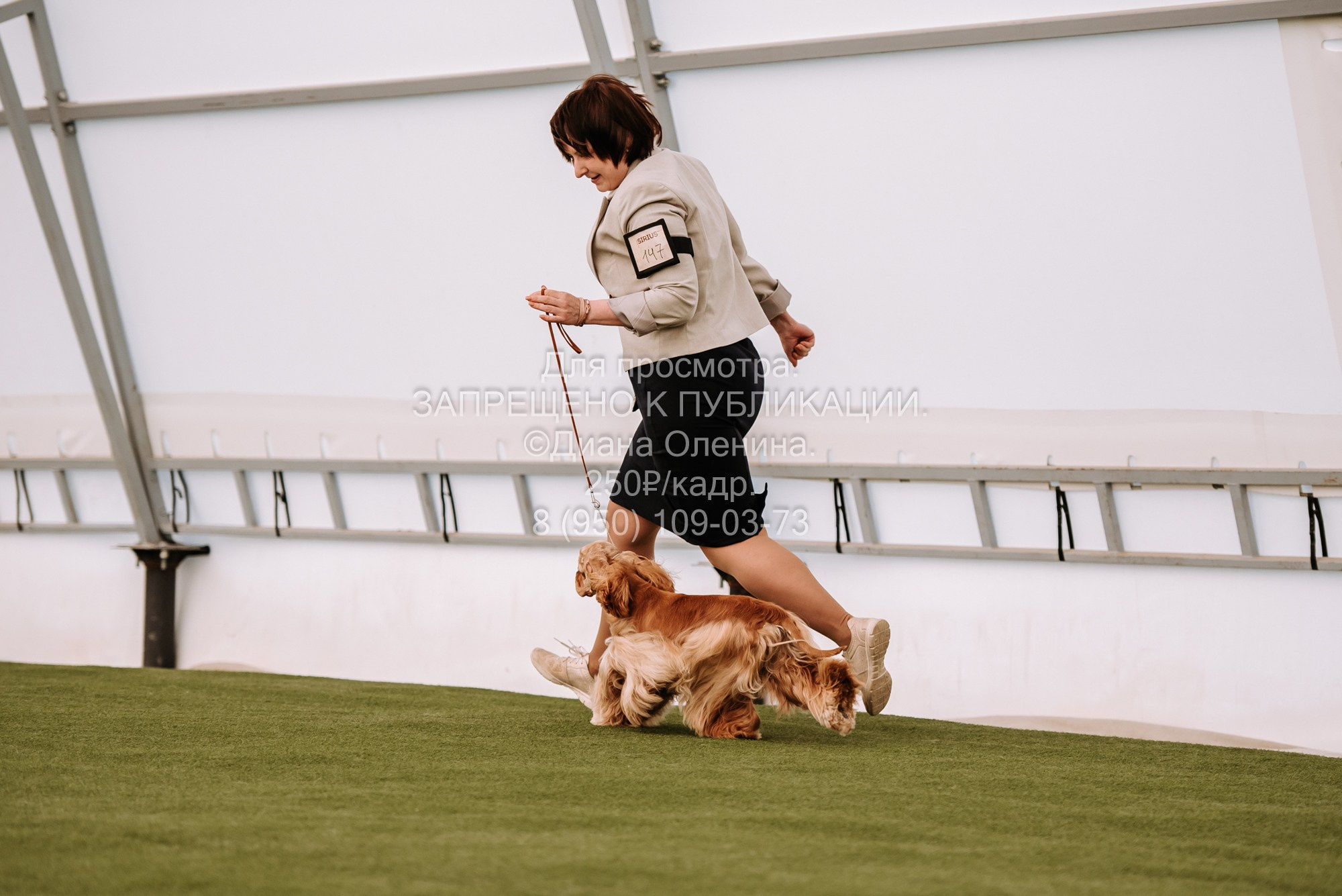 Выставка собак Красноярск 2.06. Фотограф Диана Оленина Красноярск / Братск