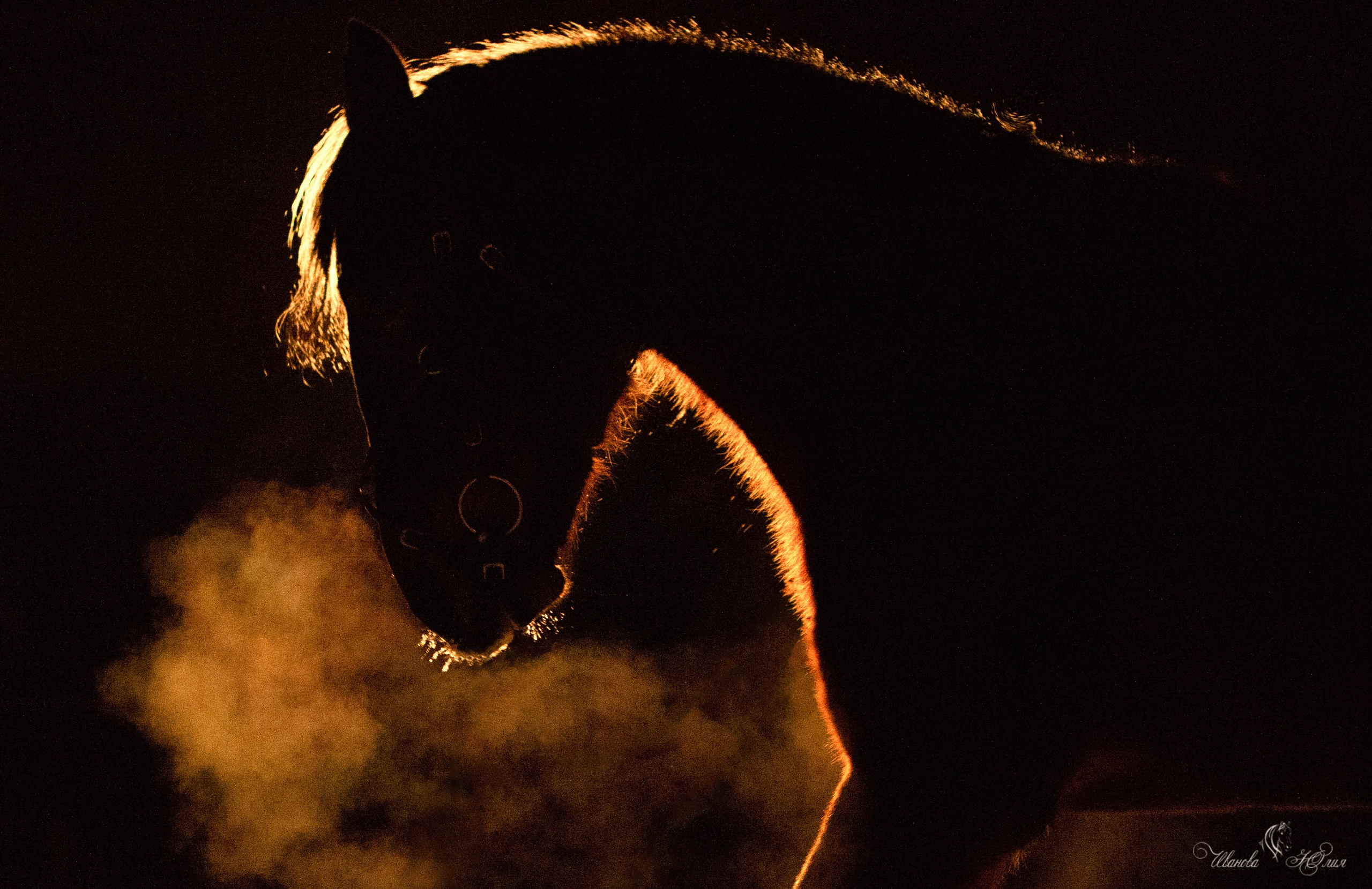Лошади. Конный фотограф в Саратове Юлия Иванова