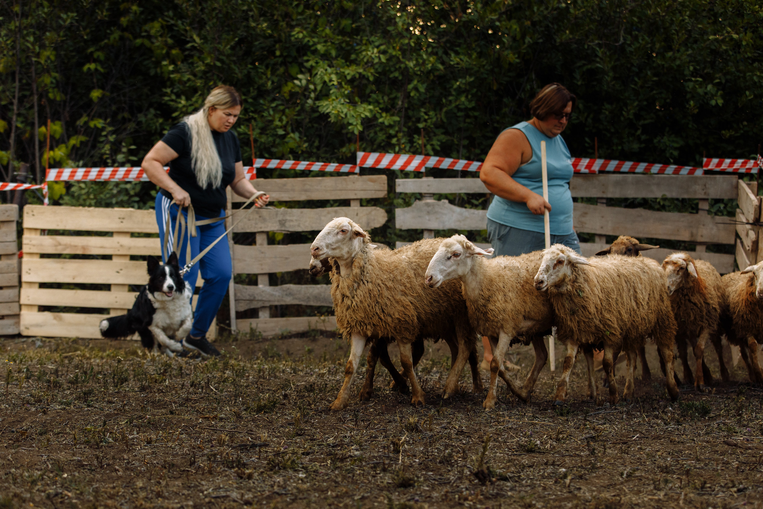 Овечий день. О нас