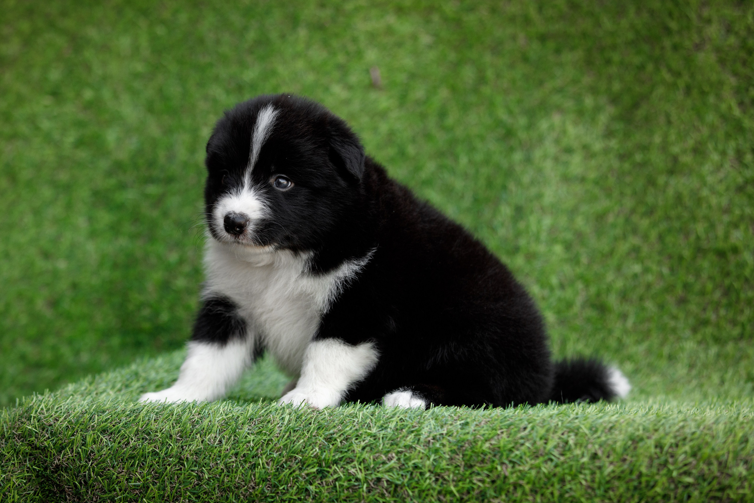 Смешарики. О нас