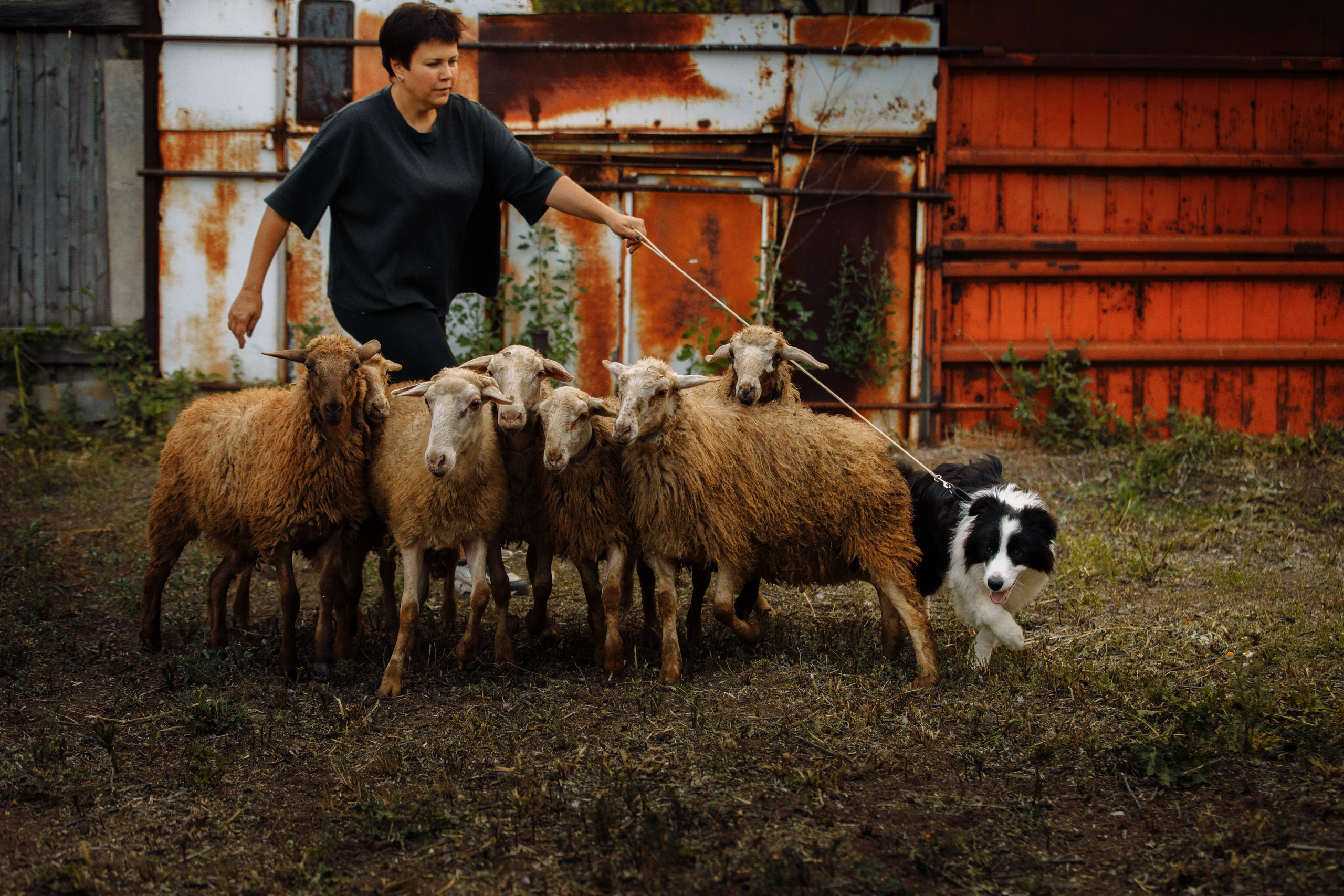 Овечий день. О нас