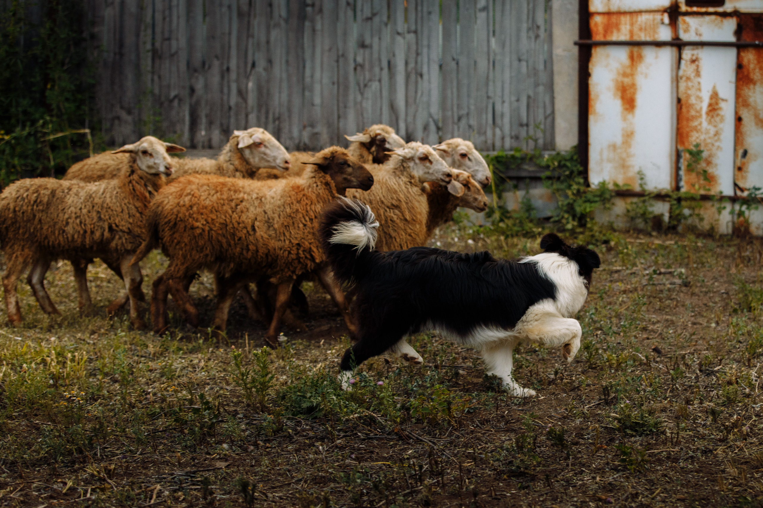 Овечий день. О нас