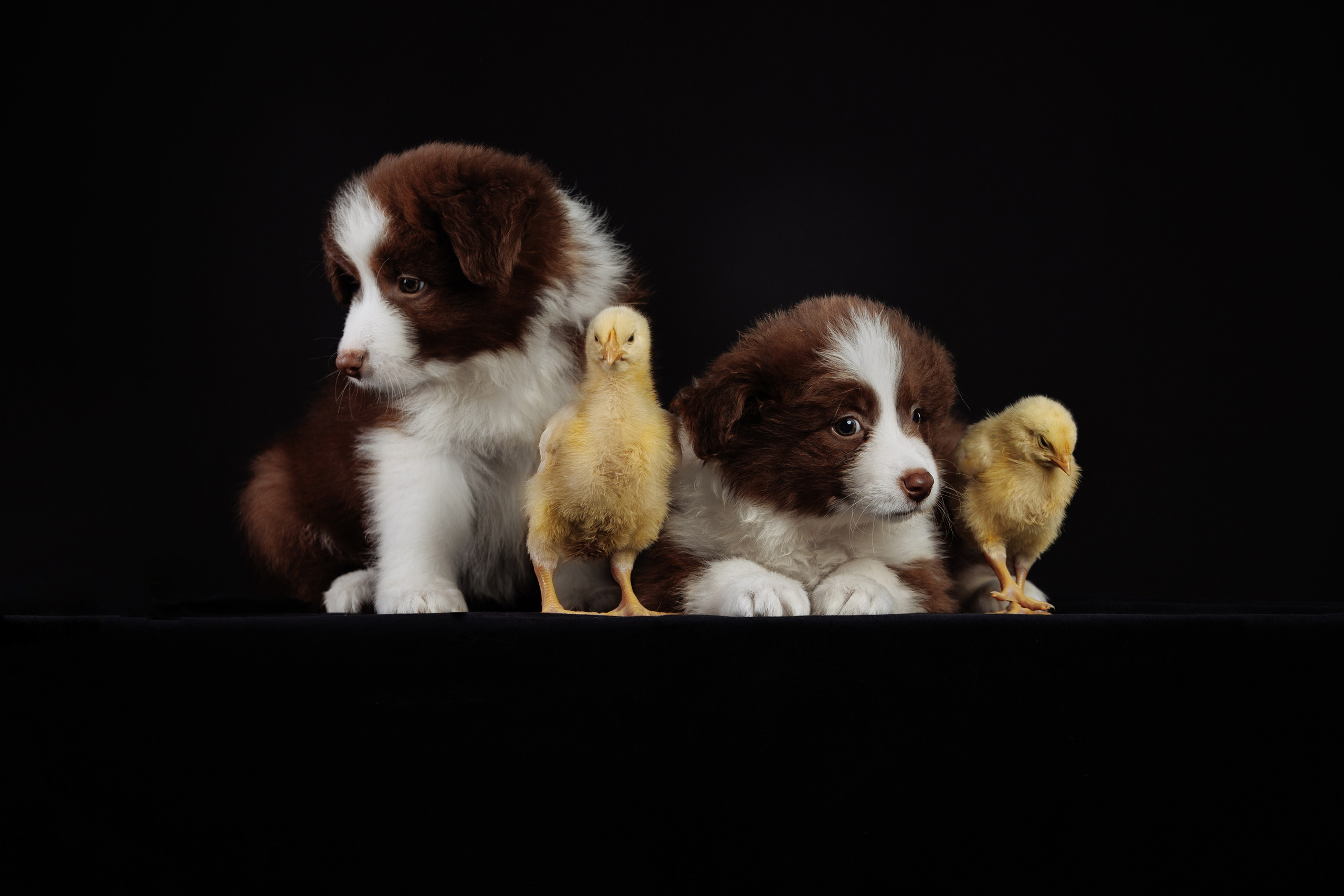 С цыпами. О нас