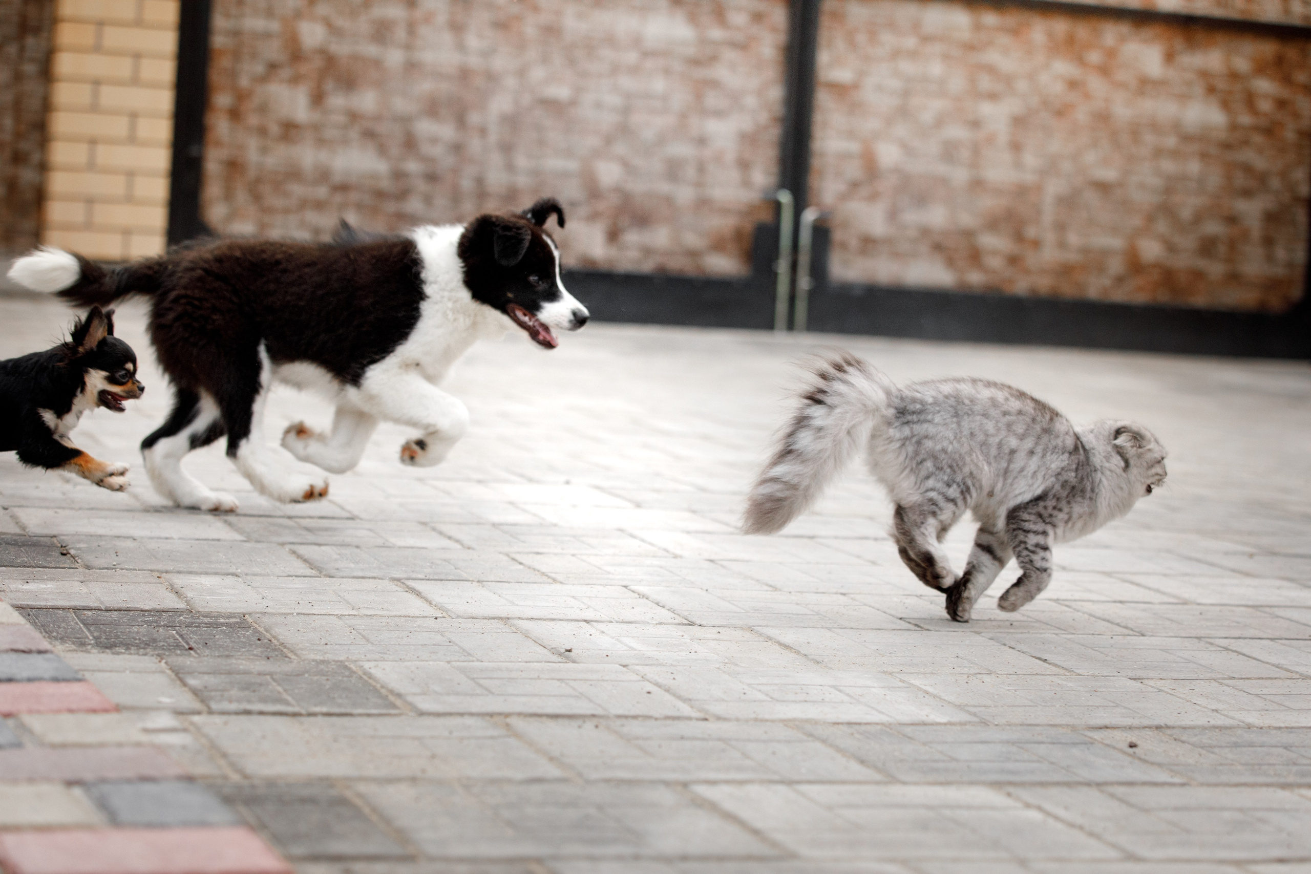 Болтовня в саду. О нас