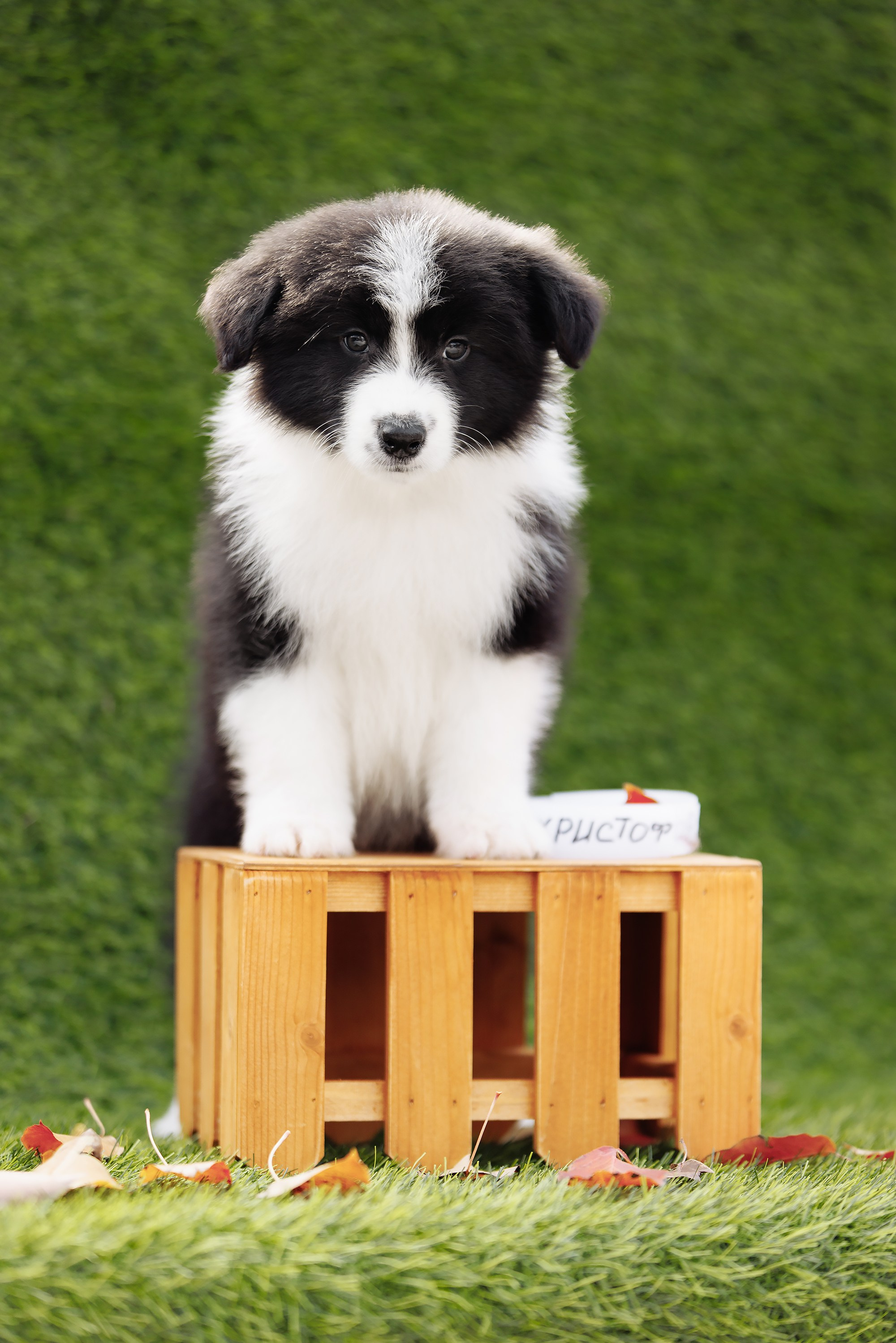 Новый лист. О нас