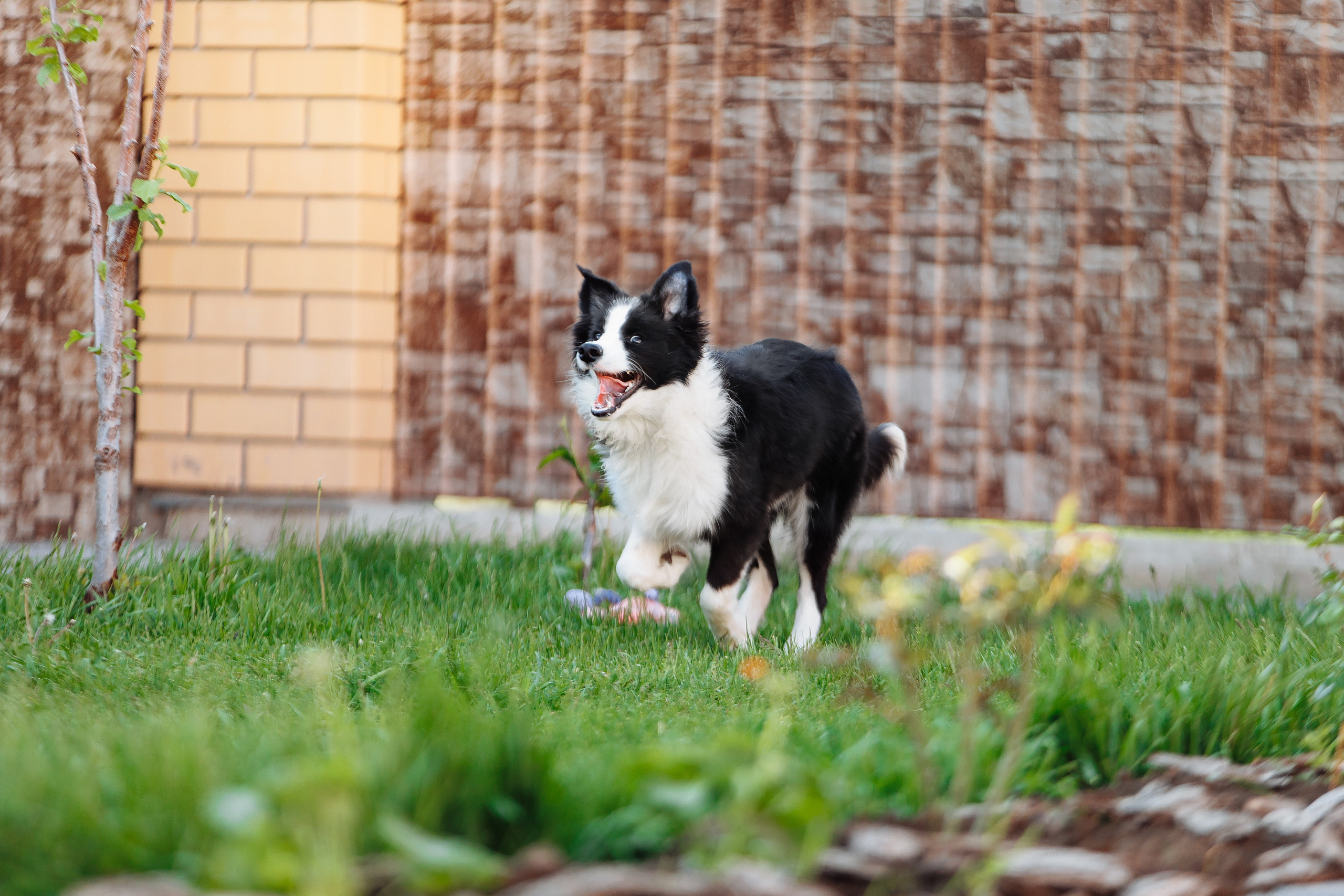 Пушистое. О нас