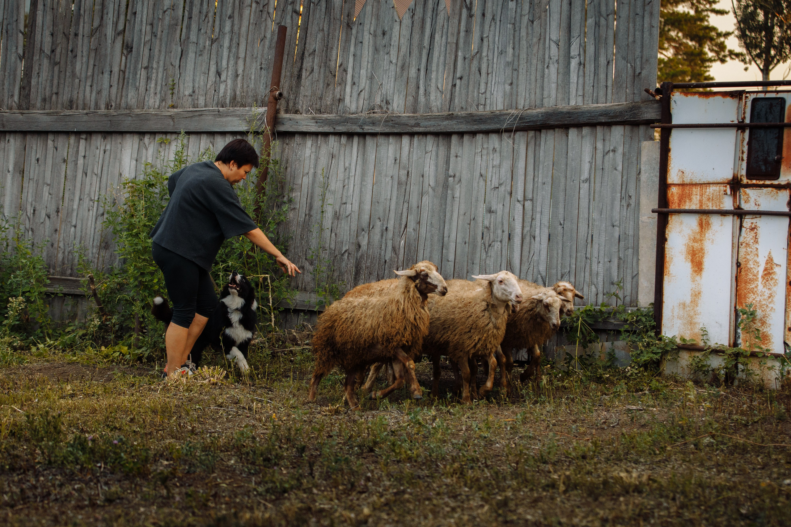 Овечий день. О нас