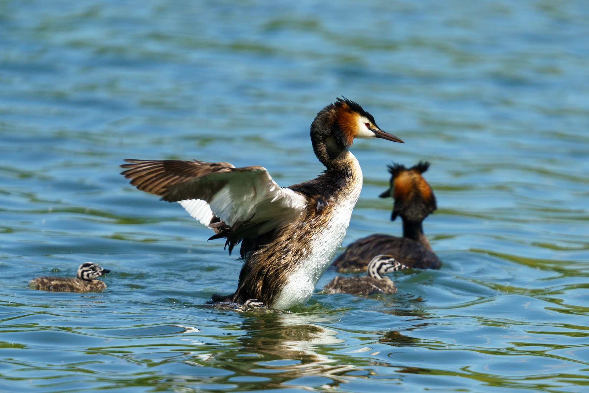 Удивительные мир птиц. Вокруг нас столько прекрасного — присмотритесь!. Ваш личный фотограф Марина Волкова