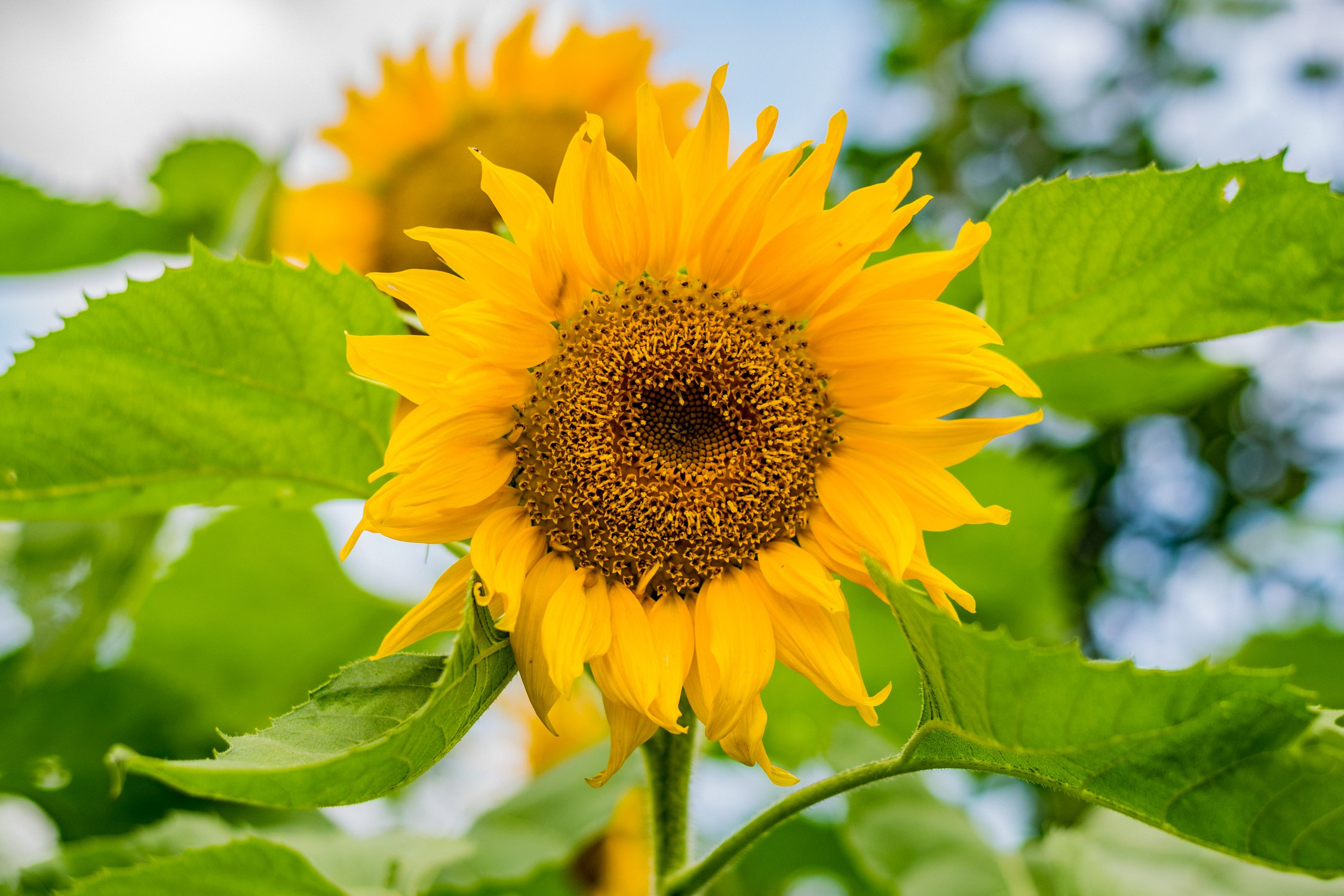 Антон Курдюмов фотограф в Хабаровске Рина Курдюмова фото27 foto27 Антон Дорофеев репортажный репортаж документалист Тони и Рина фотосоздатели Виноградники Хехцир 2024 Хабаровск виноград дикий фермер фермерство дачный сезон