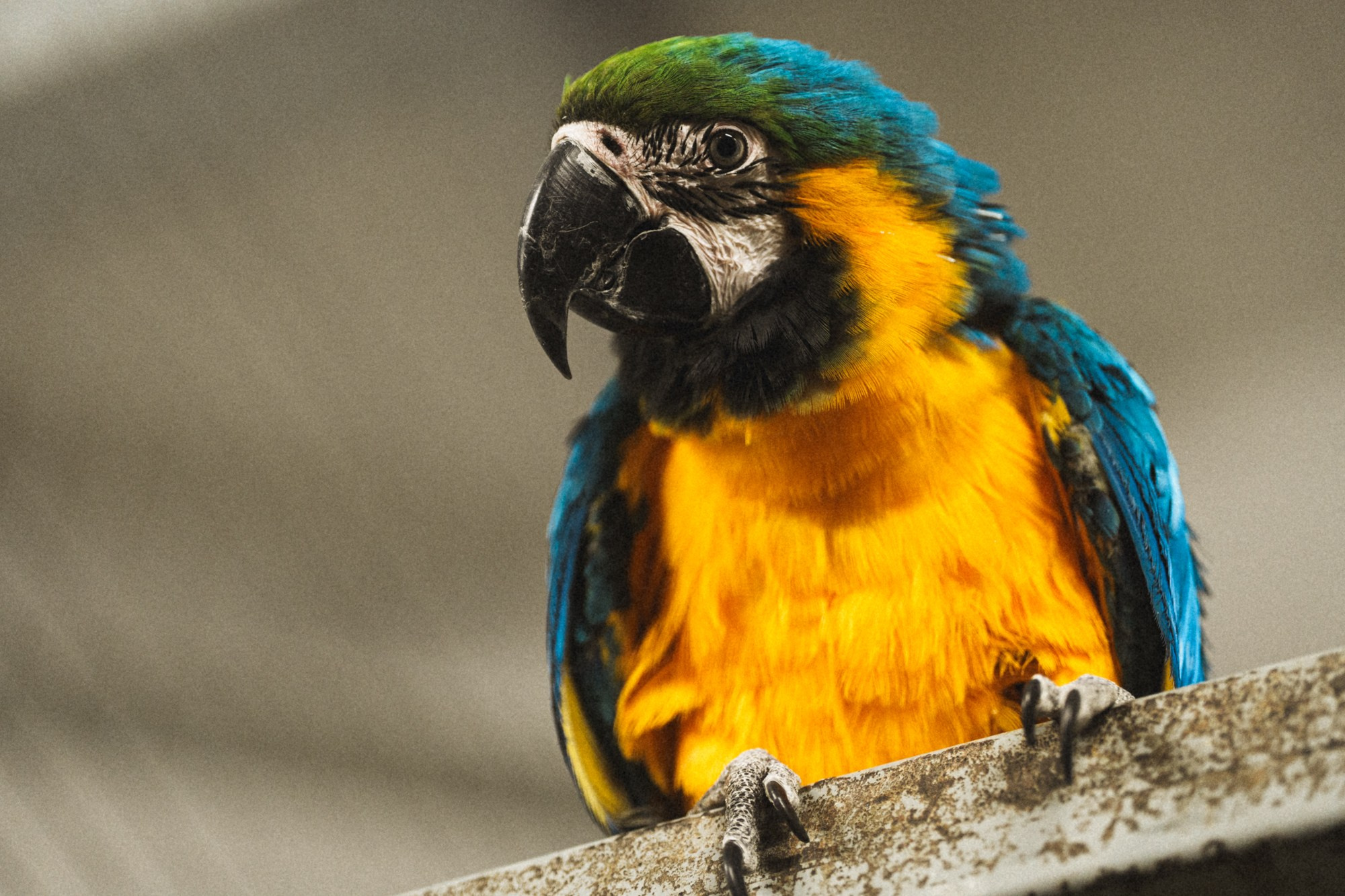 Карельский зоопарк. Zekons. Фото, видео, нейросети