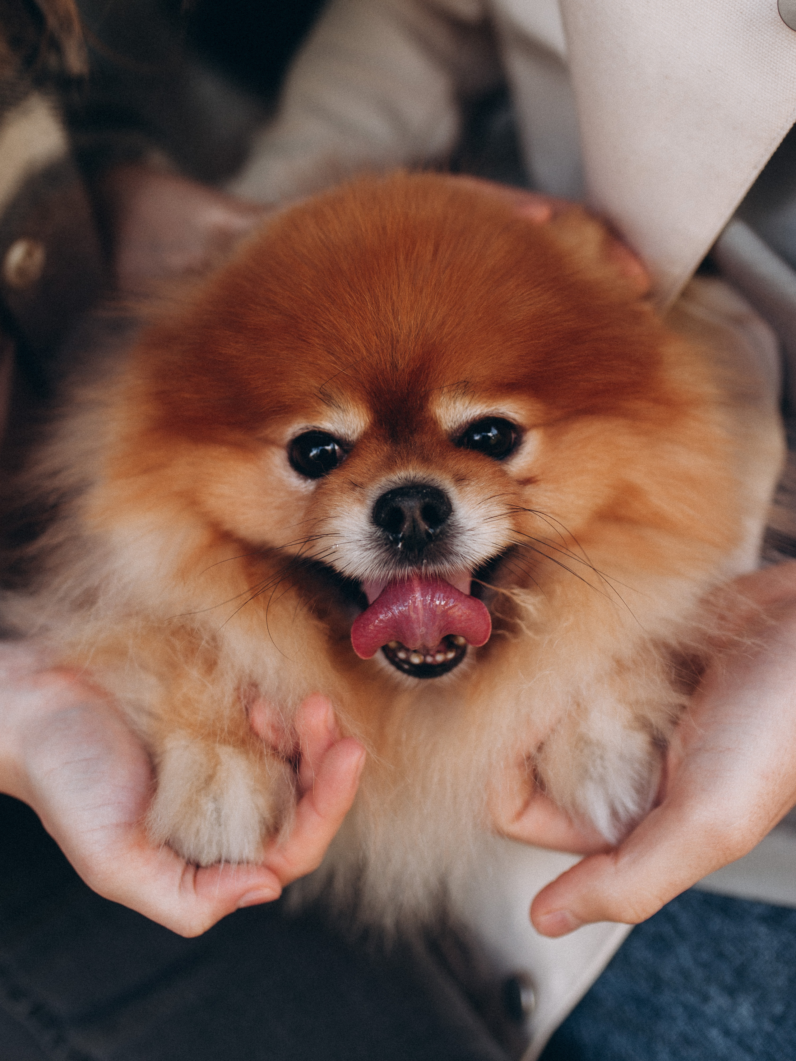 Андрей и Юля. Прогулка с Шипом. Главная