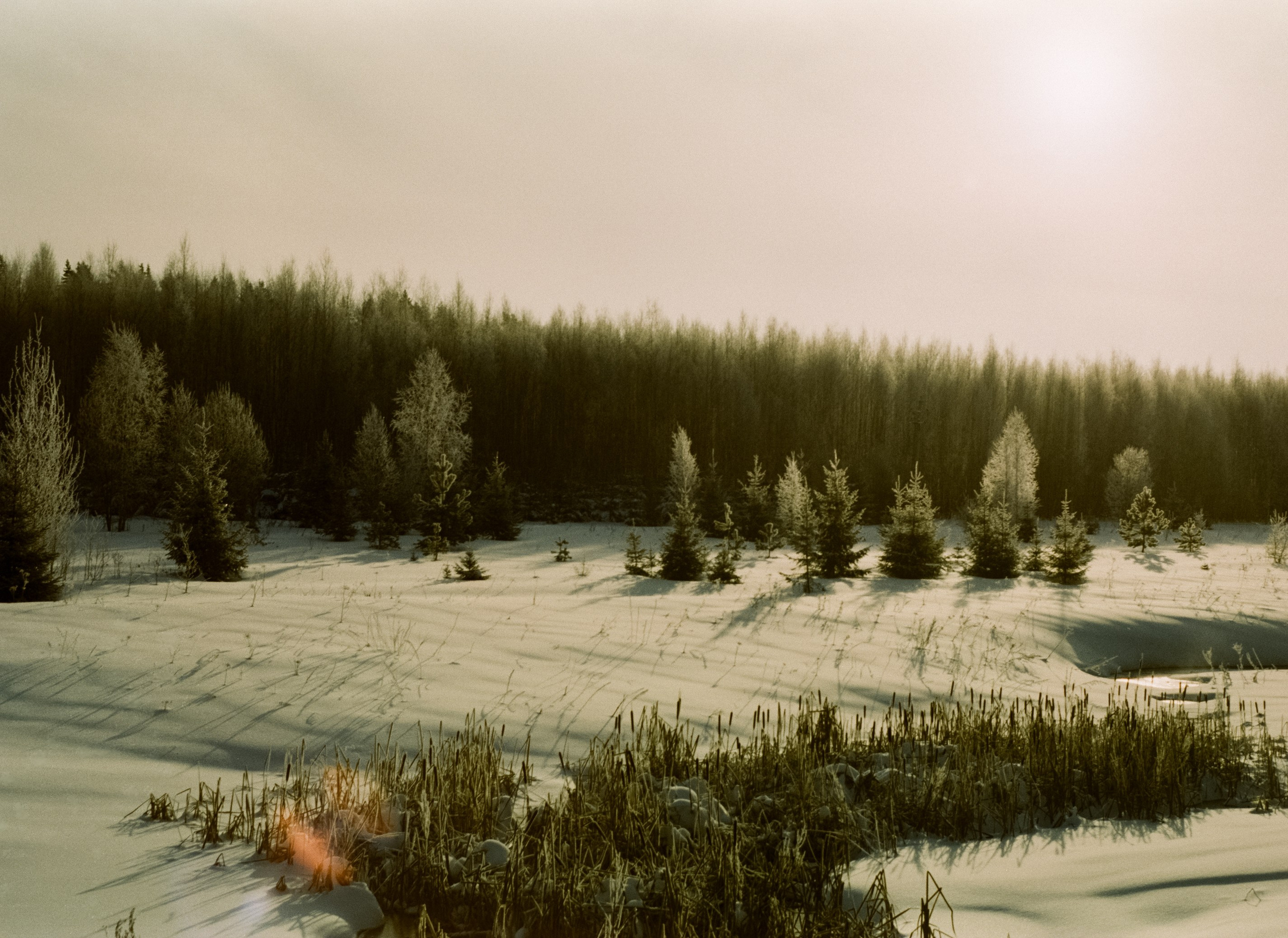 Pentax MZ-3 (1) объектив Schneider-Kreuznach Retina-Xenon 50 mm f/1.9 D