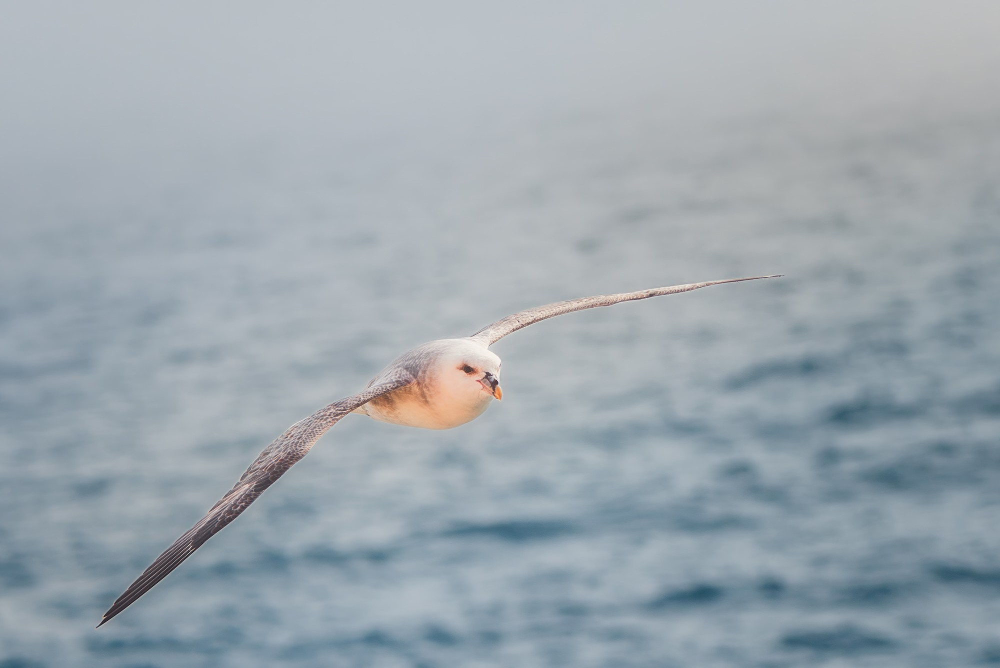 Арктика. Аэросъемка в Архангельске, Александр Ермолин