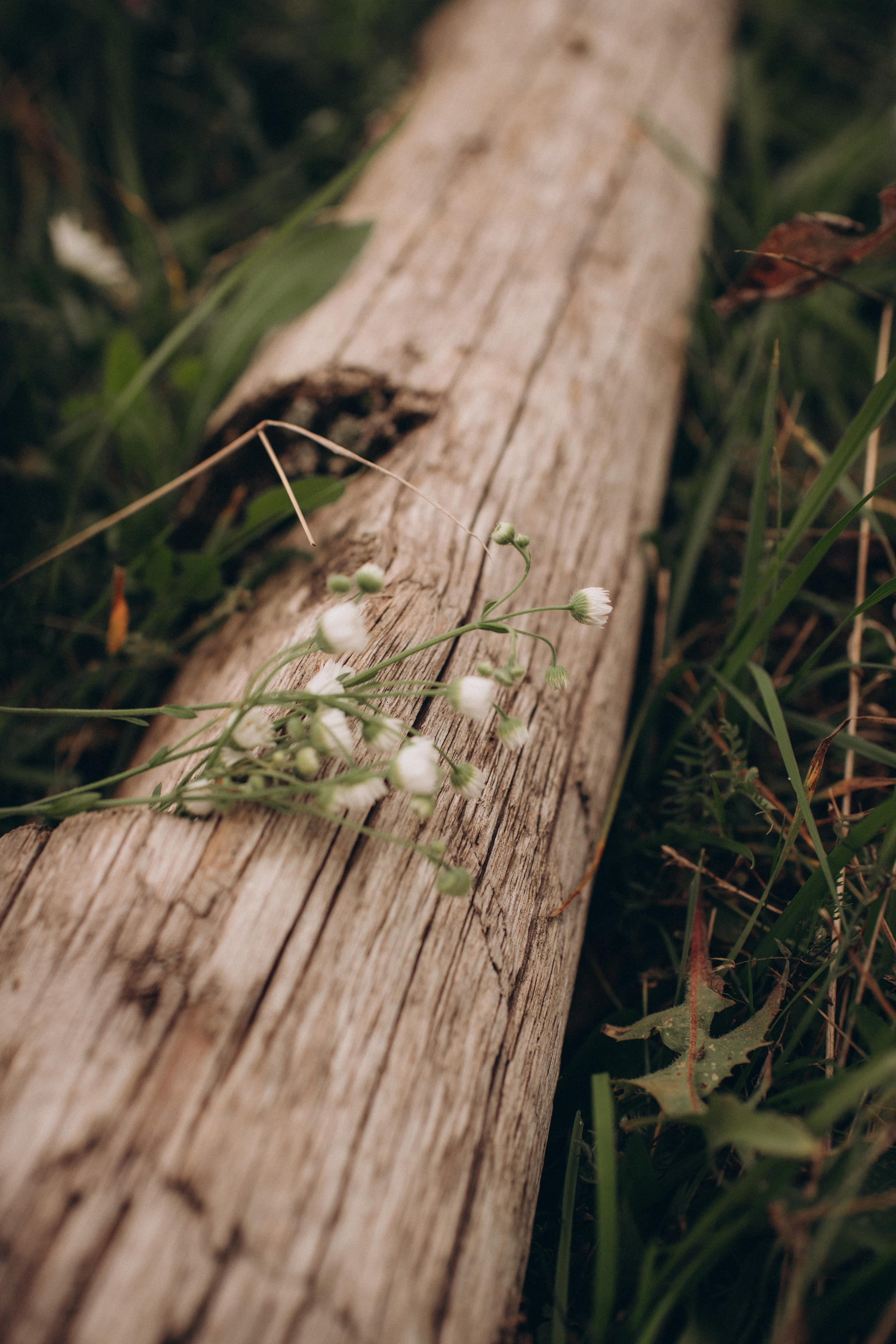 На природе. Фотограф Алиса Чечина. Калуга. Товарково