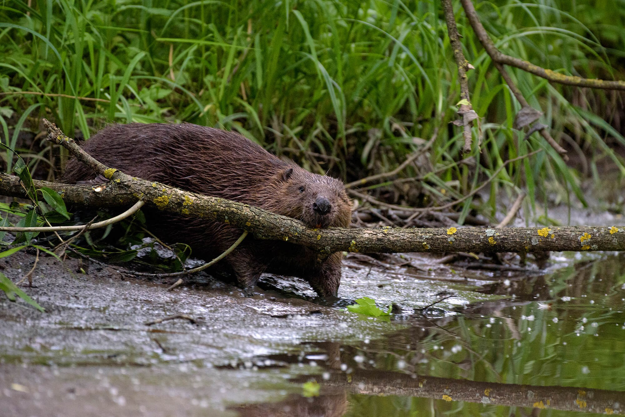 Бобры-архитекторы природы. Фотографии животных