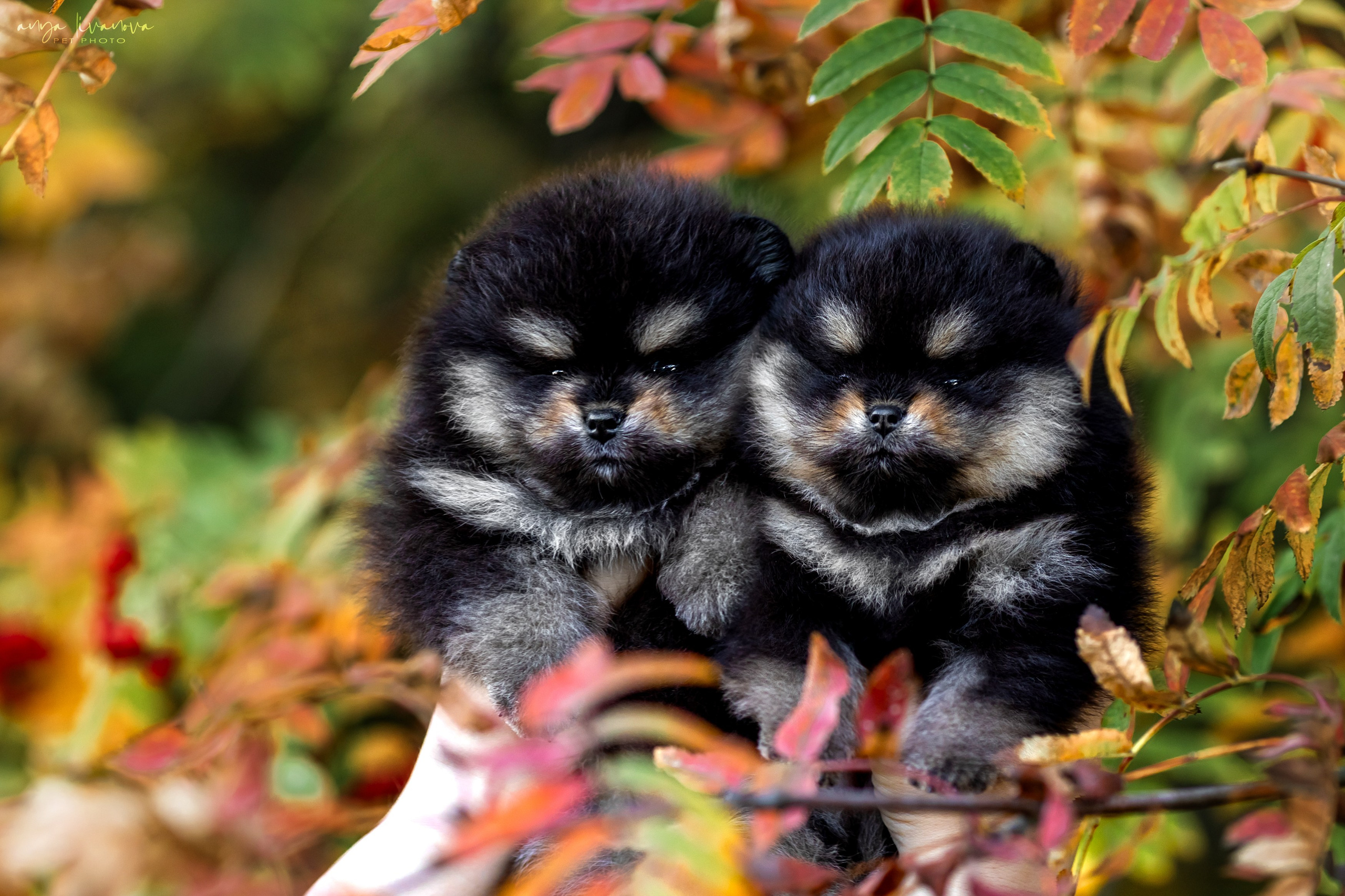 Шпицы. Фотограф анималист Аня Ливанова | Рыбинск