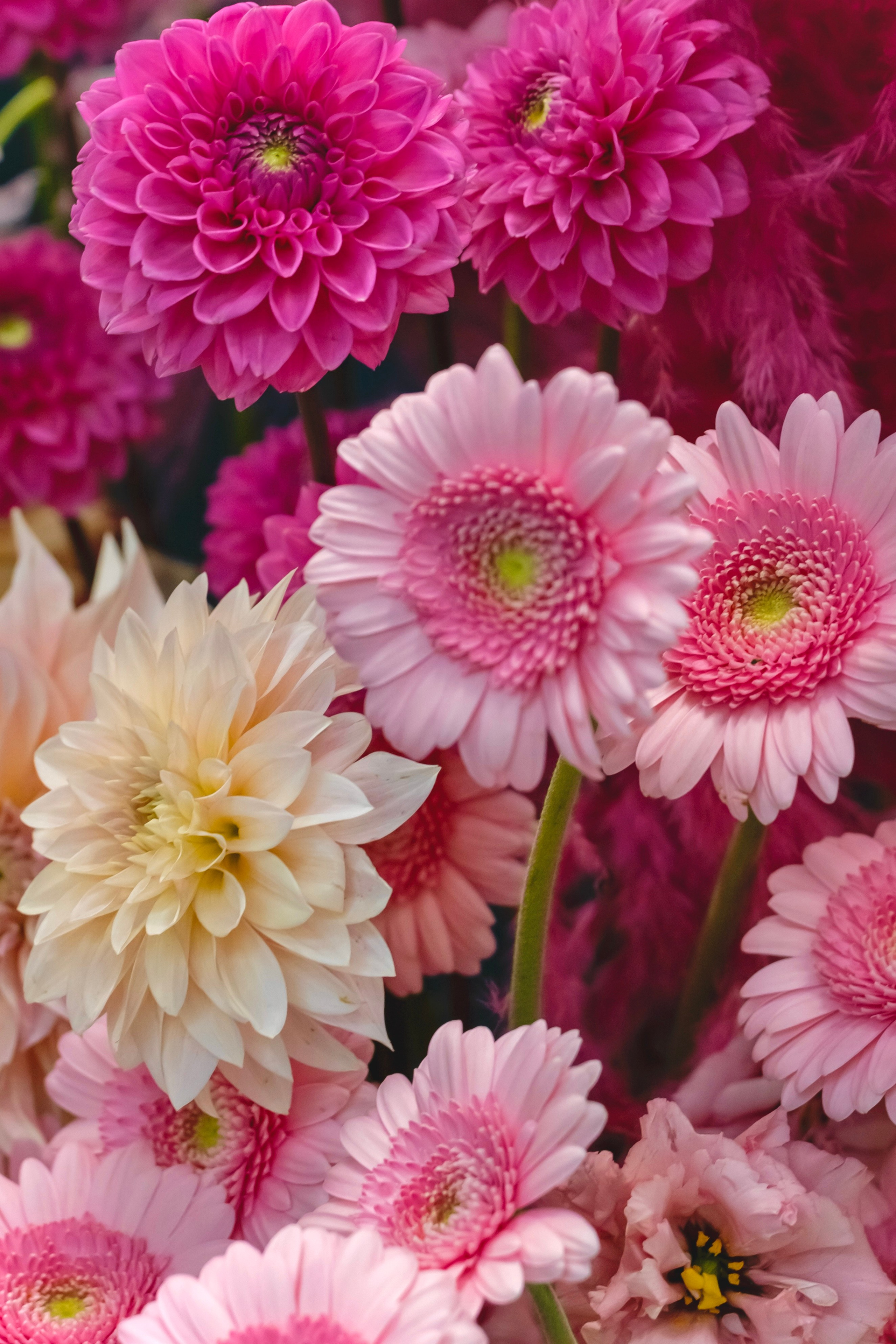 Цветы-Экспо 2023. Фотосессии и репортаж — Фотограф в Москве — Рина Серёгина