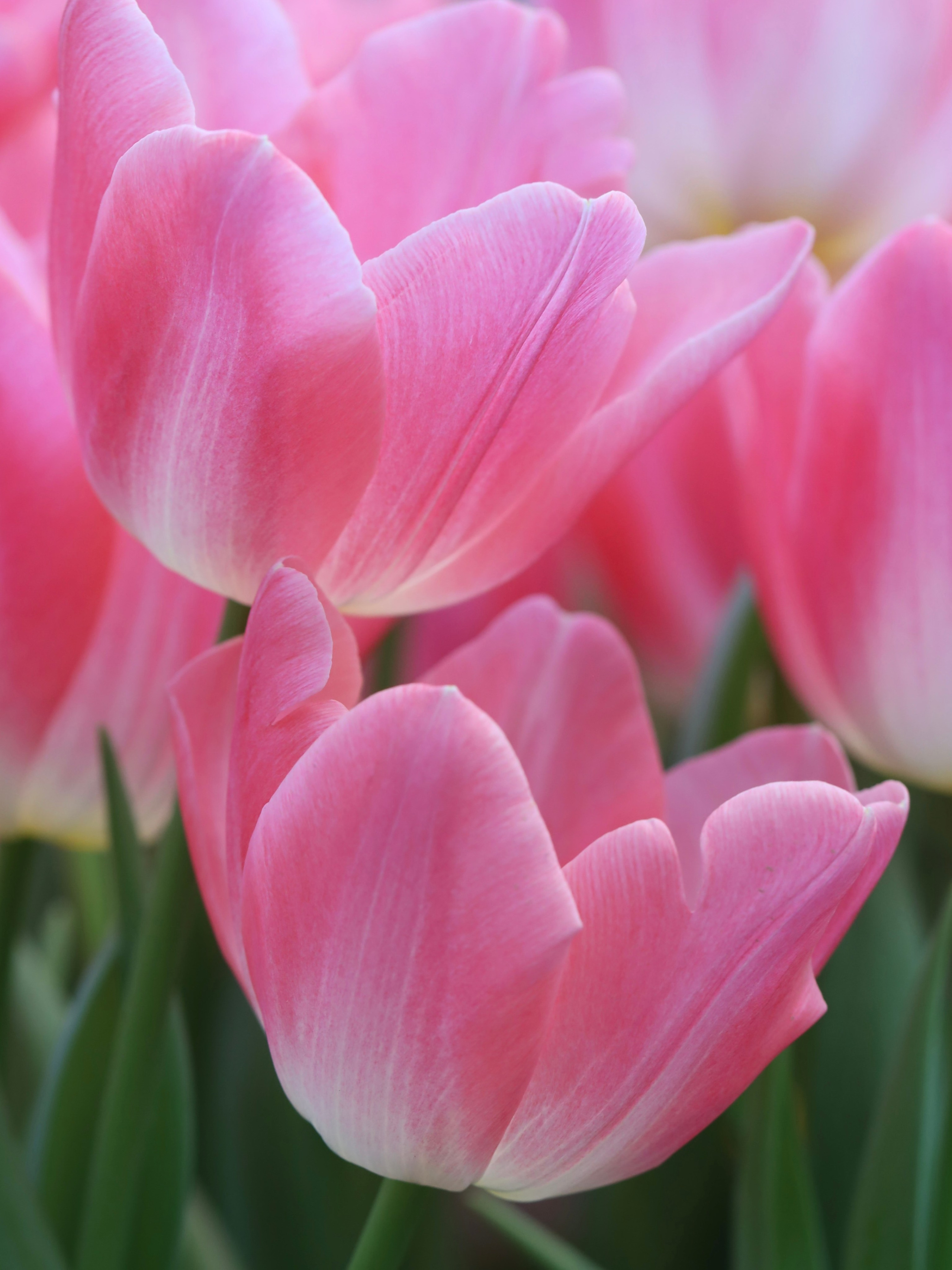 Фотографии весенних цветов. Фотосессии и репортаж — Фотограф в Москве — Рина Серёгина