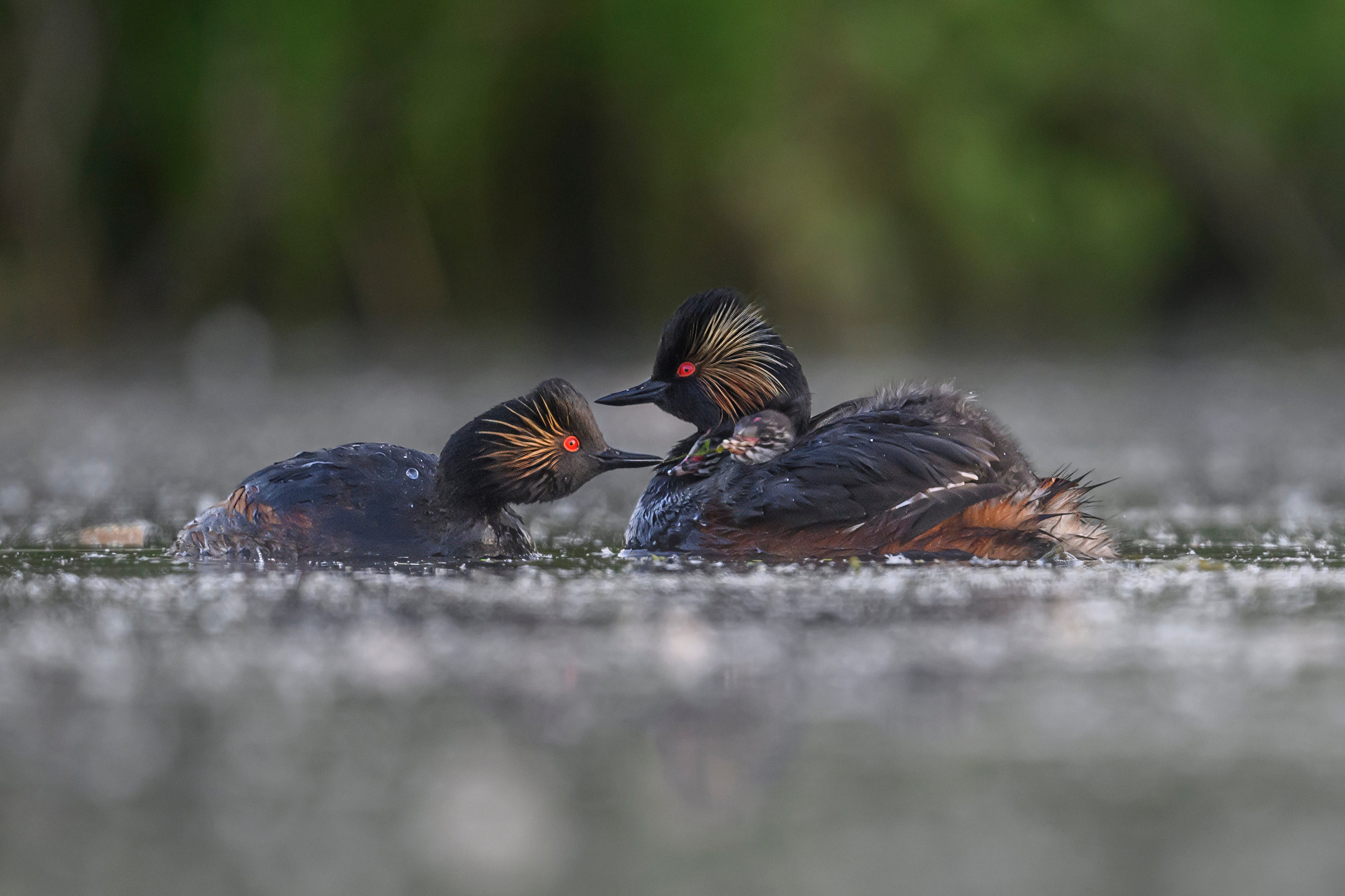 Пополнение у поганок. Фотограф Сергей Пупонин