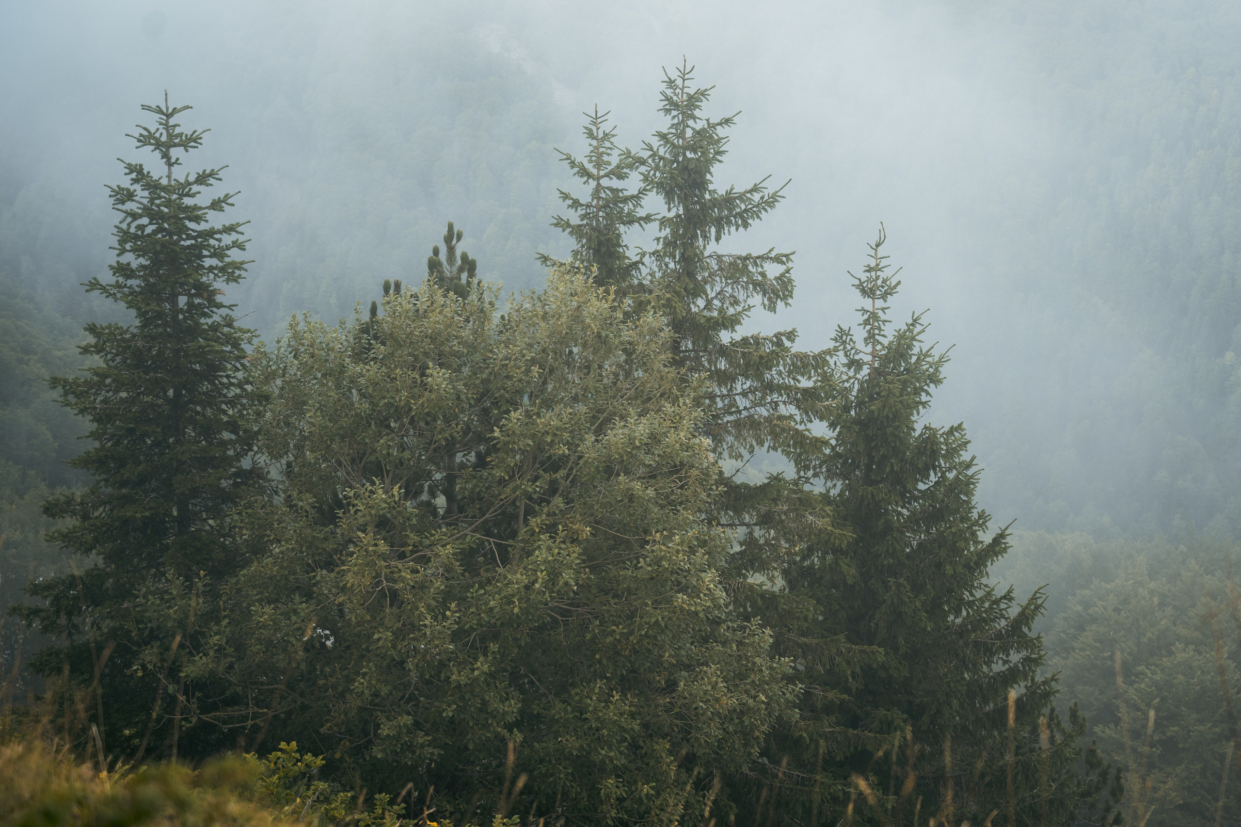 ГОРЫ КОМОВИ. ЧЕРНОГОРИЯ. Фотограф в Белграде Чугреева Елена