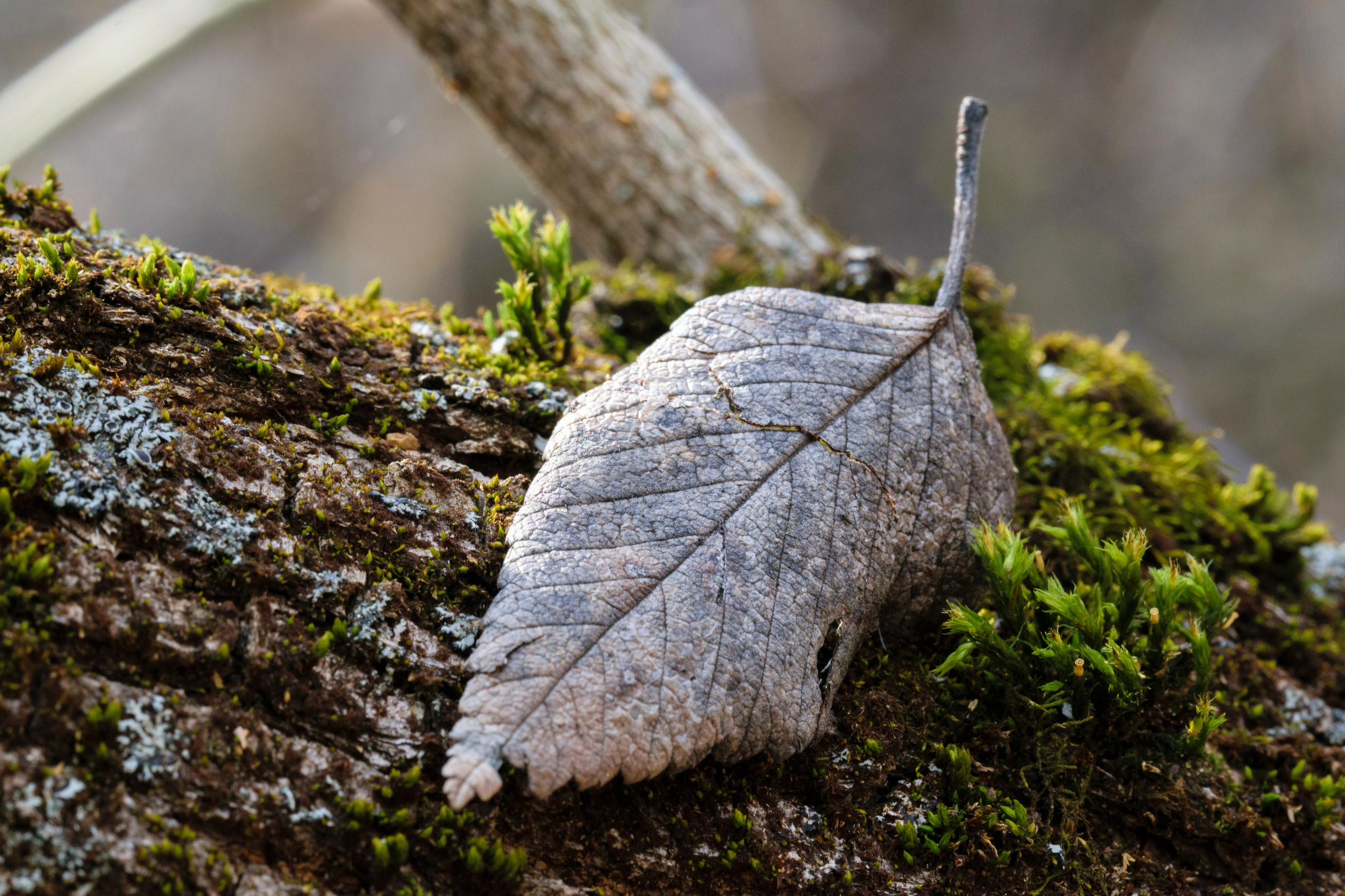 Растения. Фотограф Вадим Хмурковский