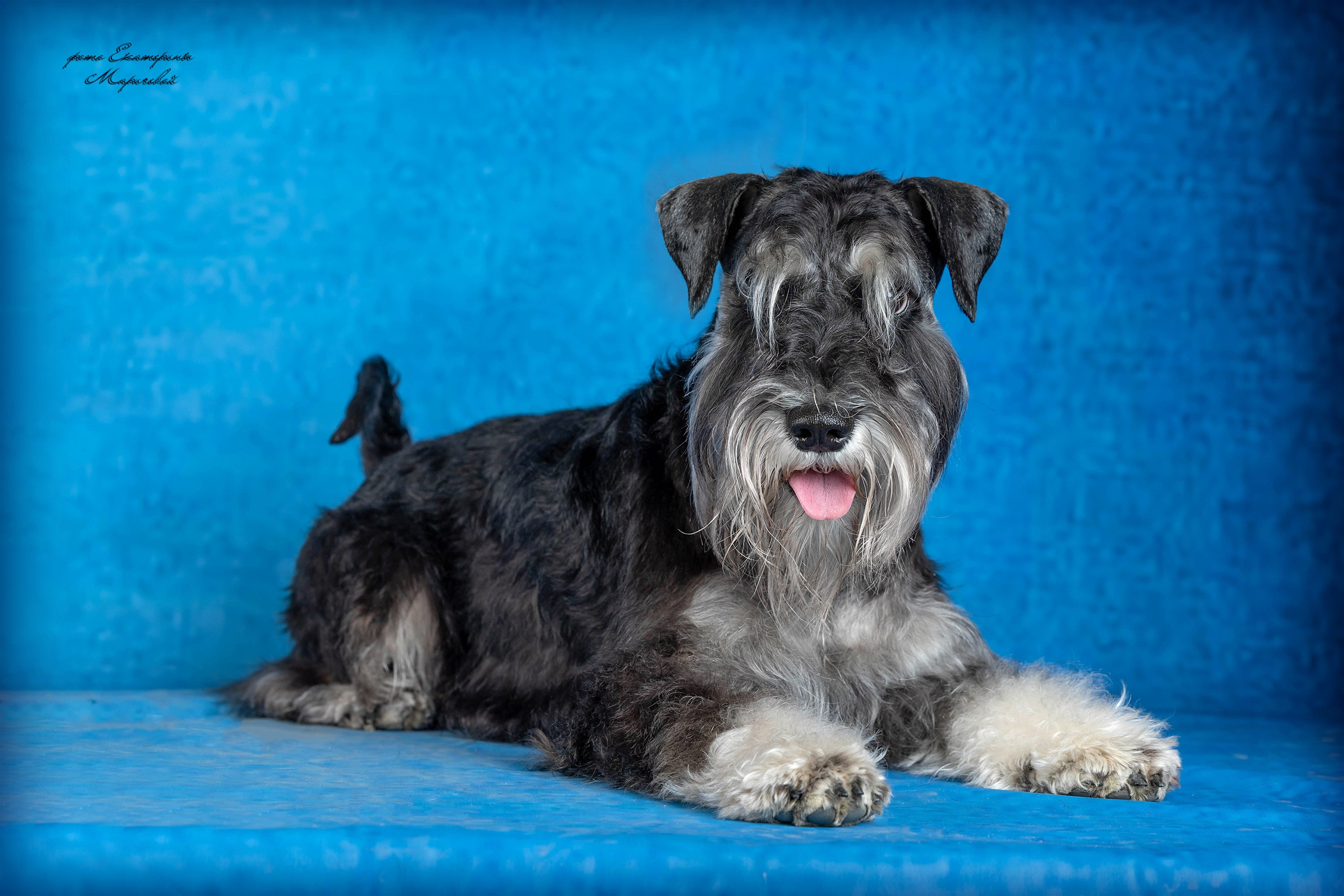 Стендовая съёмка на выставках собак. Фотограф-анималист в Омске Екатерина Маричева