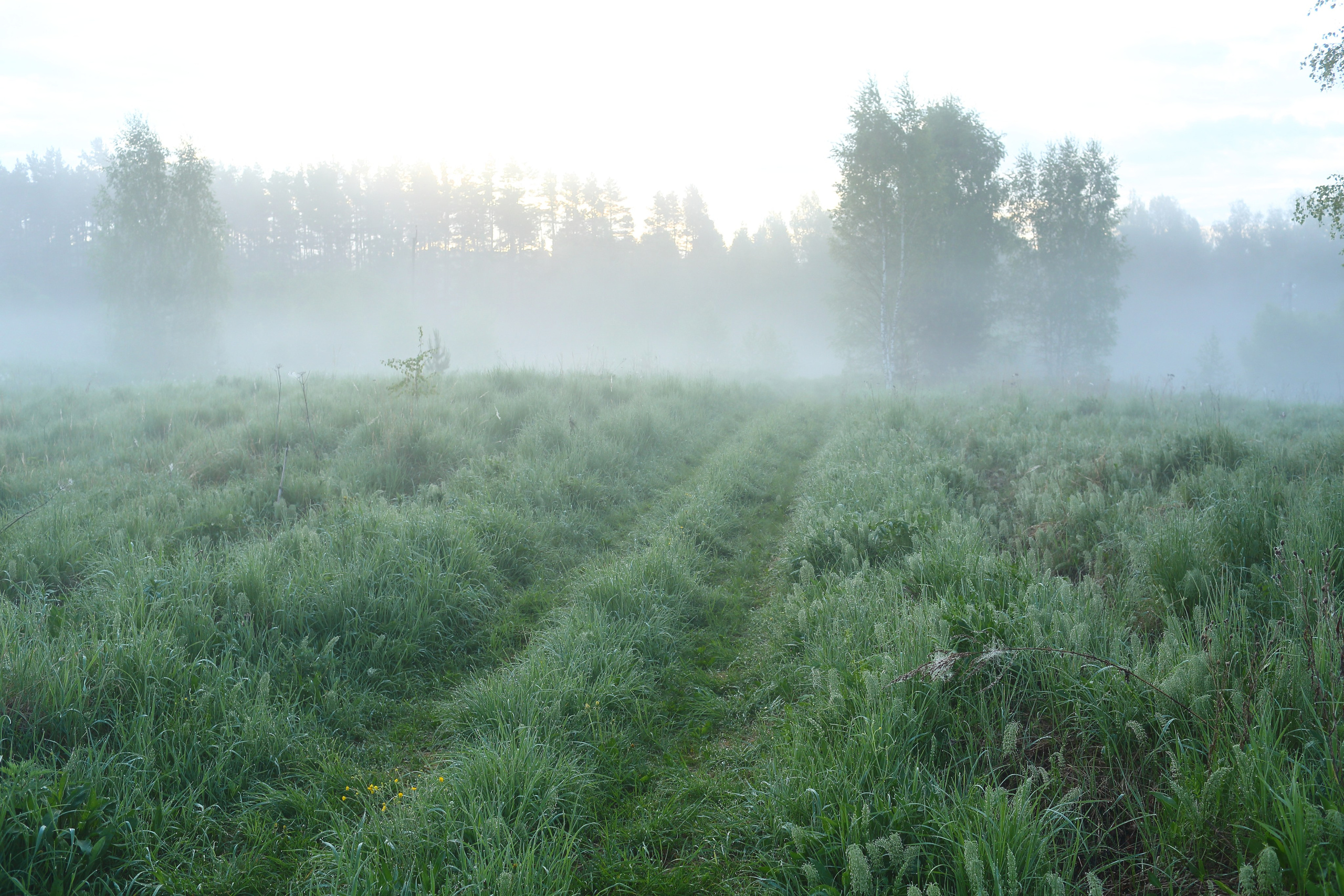 Туманным утром. Свадебный и репортажный фотограф в Ярославле и Санкт-Петербурге Роман Микрюков